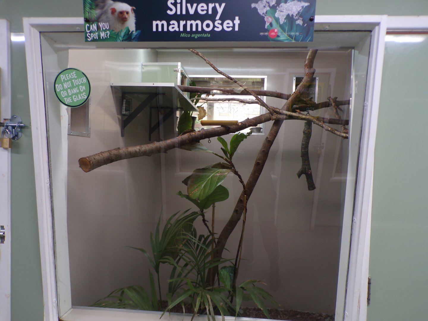 Silvery marmoset indoors 7.7.24