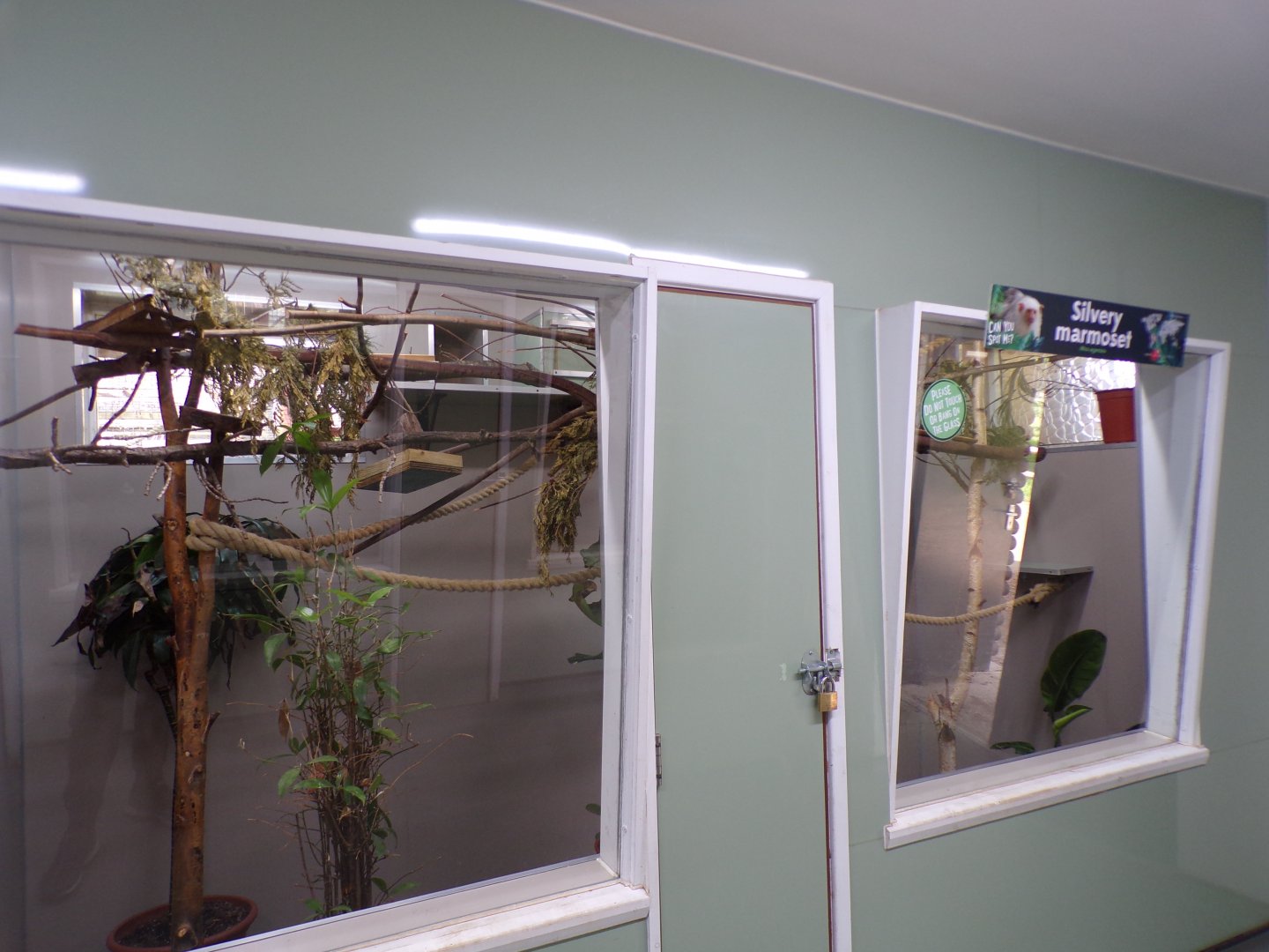 Silvery marmoset indoors 7.7.24