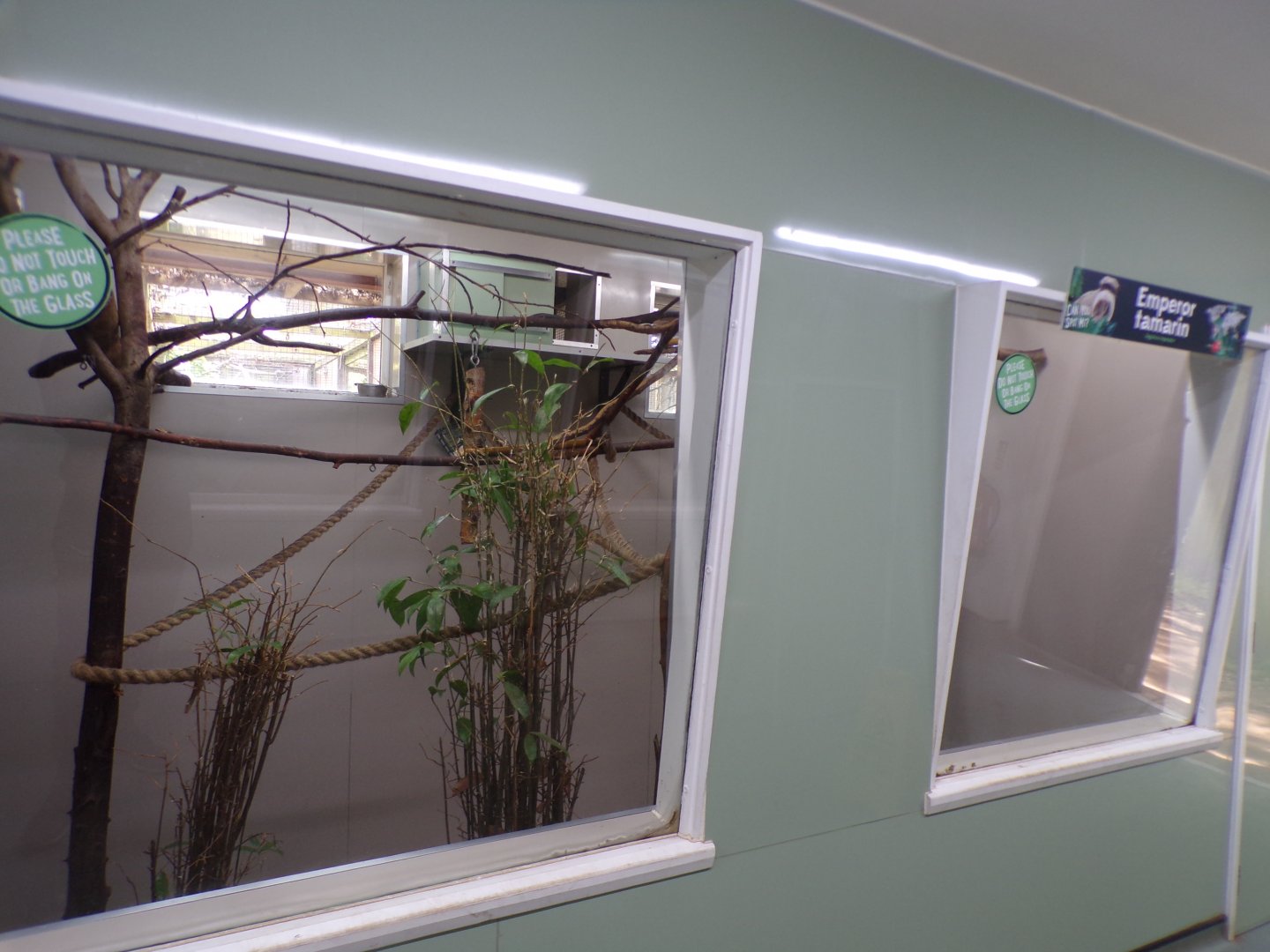 Silvery marmoset indoors 7.7.24