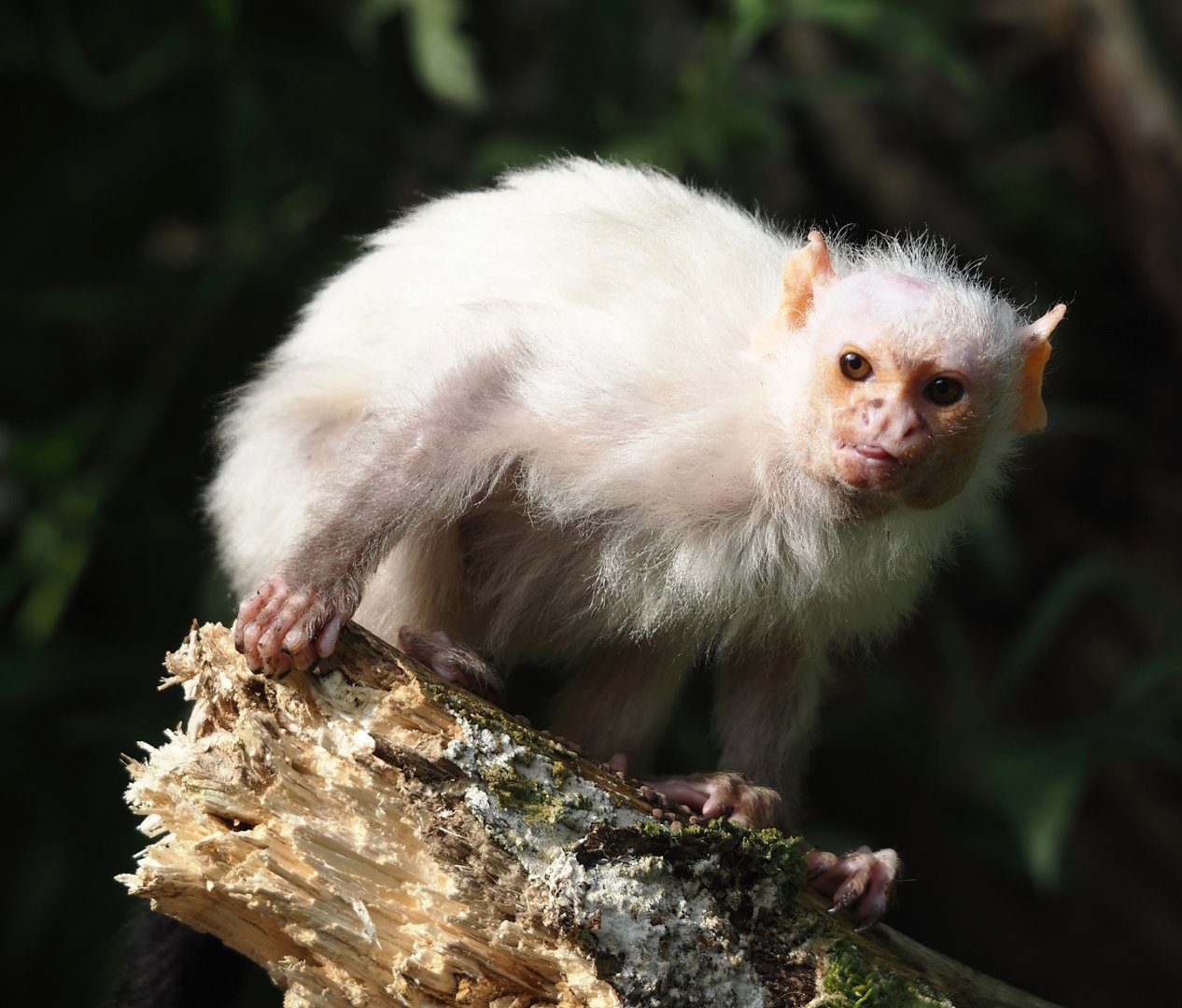 Silvery marmoset (Mico argentatus), 2024-08-18