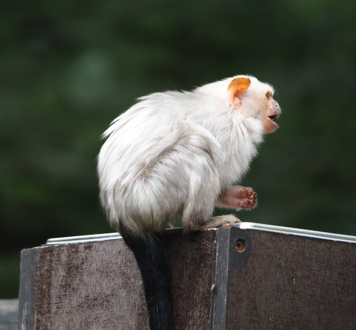 Silvery marmoset (Mico argentatus), 2024-08-18