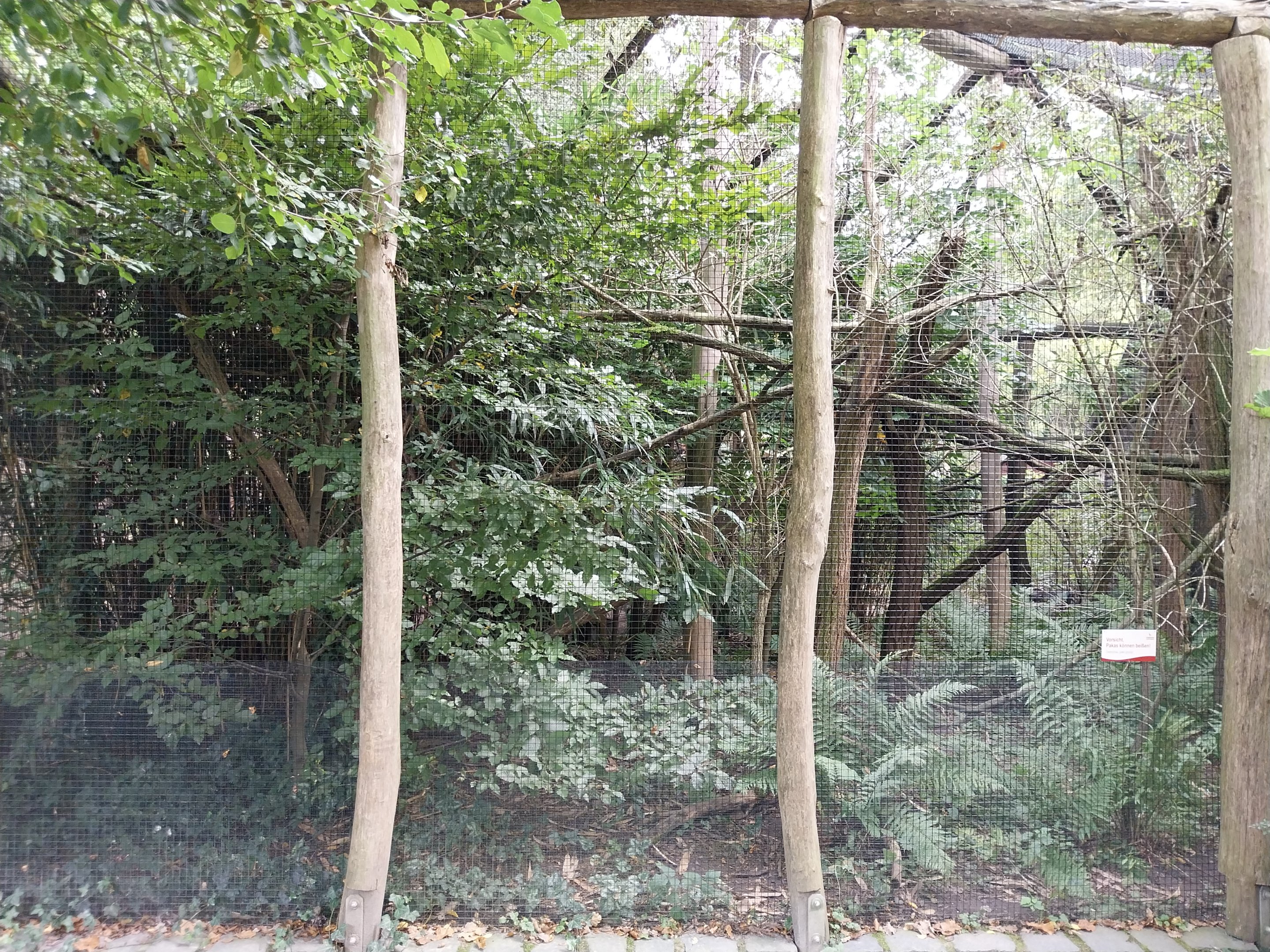 Silvery Marmoset (Mico argentatus) and Lowland Paca (Cuniculus paca)