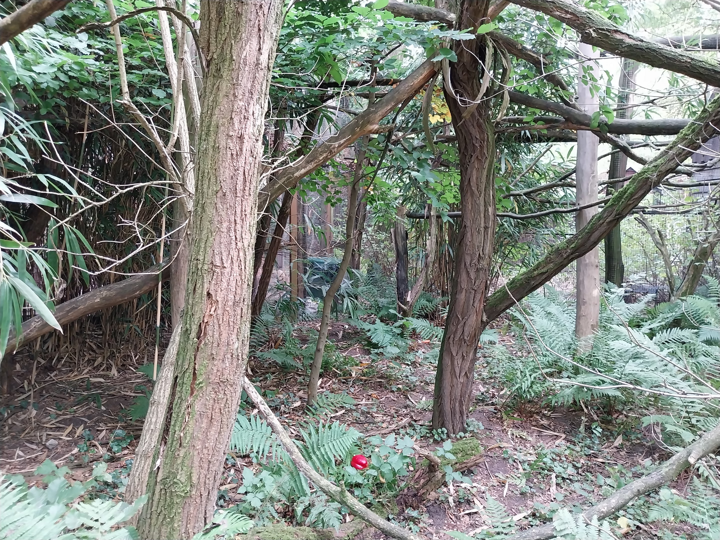 Silvery Marmoset (Mico argentatus) and Lowland Paca (Cuniculus paca)