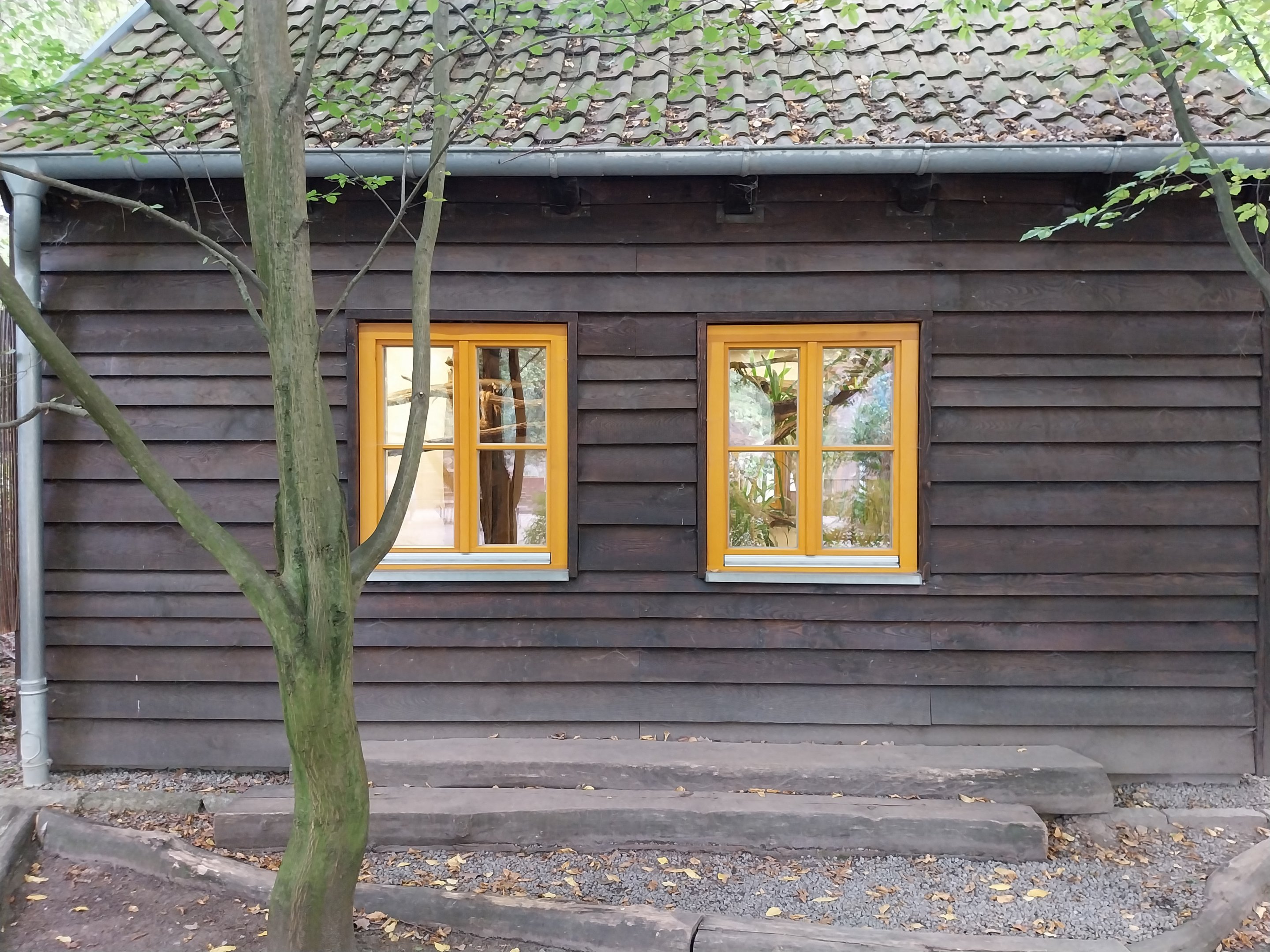 Silvery Marmoset (Mico argentatus) and Lowland Paca (Cuniculus paca)