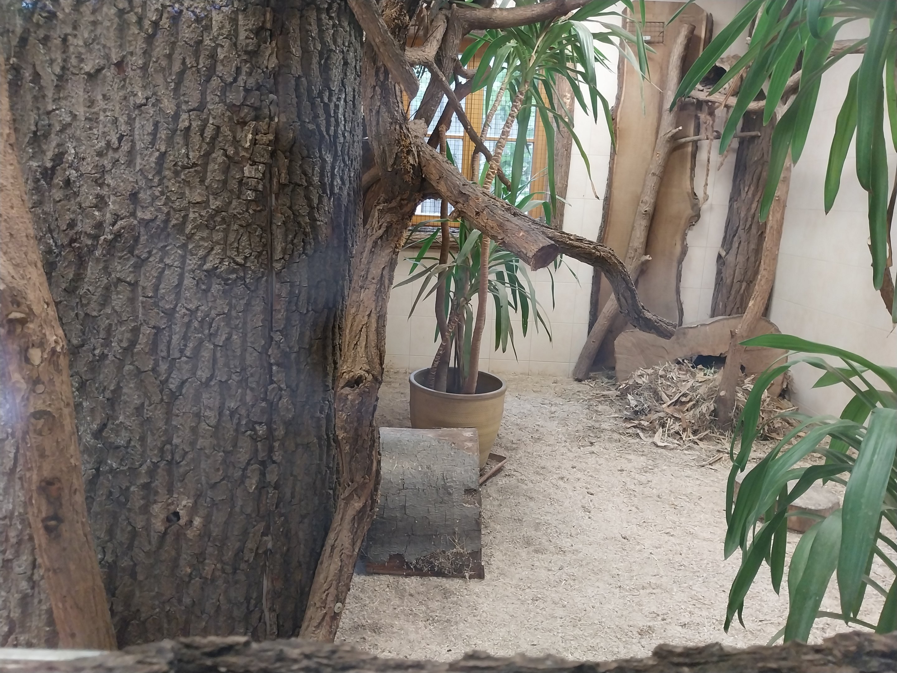 Silvery Marmoset (Mico argentatus) and Lowland Paca (Cuniculus paca)