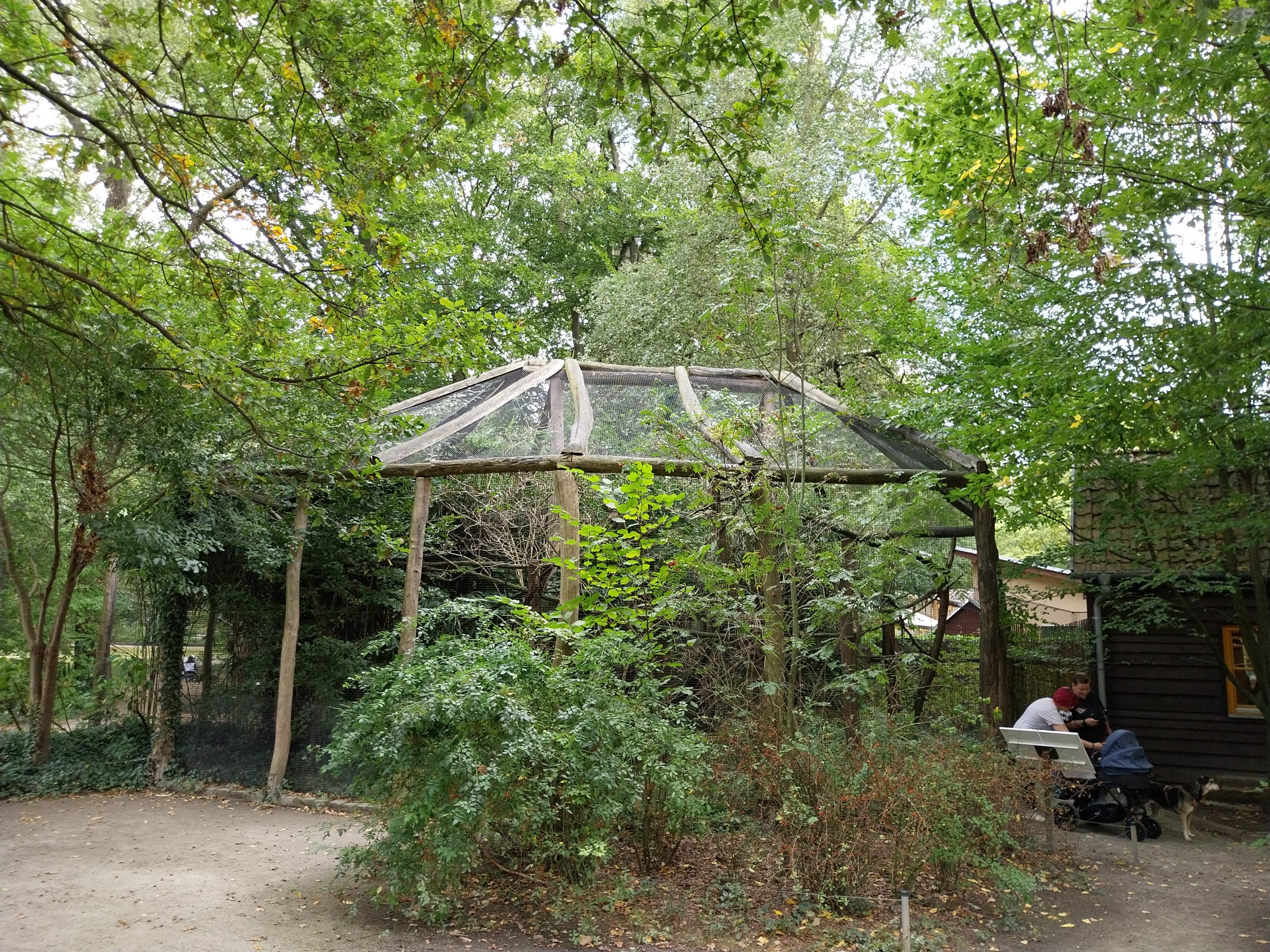 Silvery Marmoset (Mico argentatus) and Lowland Paca (Cuniculus paca)