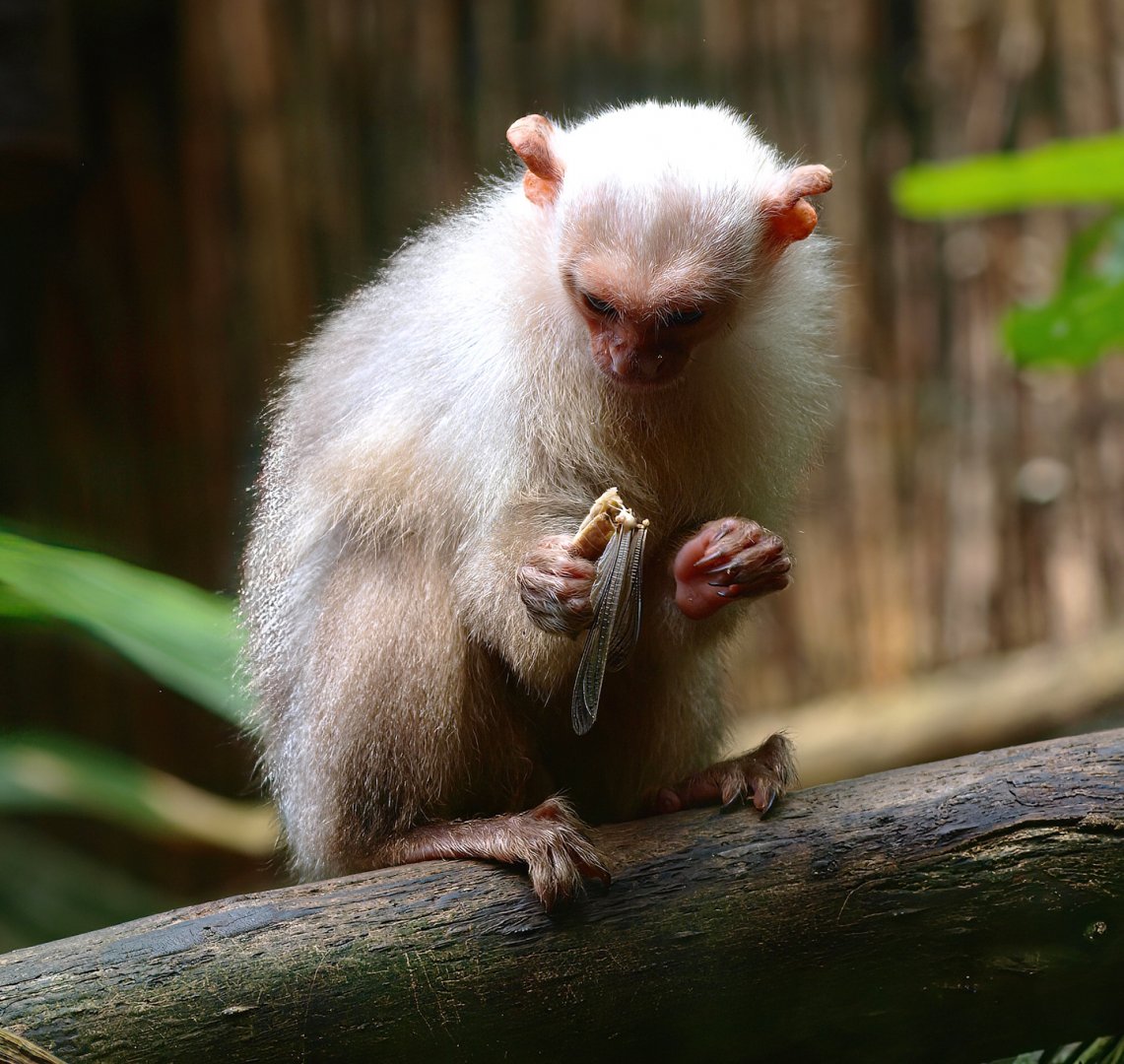 Silvery marmoset (Mico argentatus) eating a locust, 2015-08-01