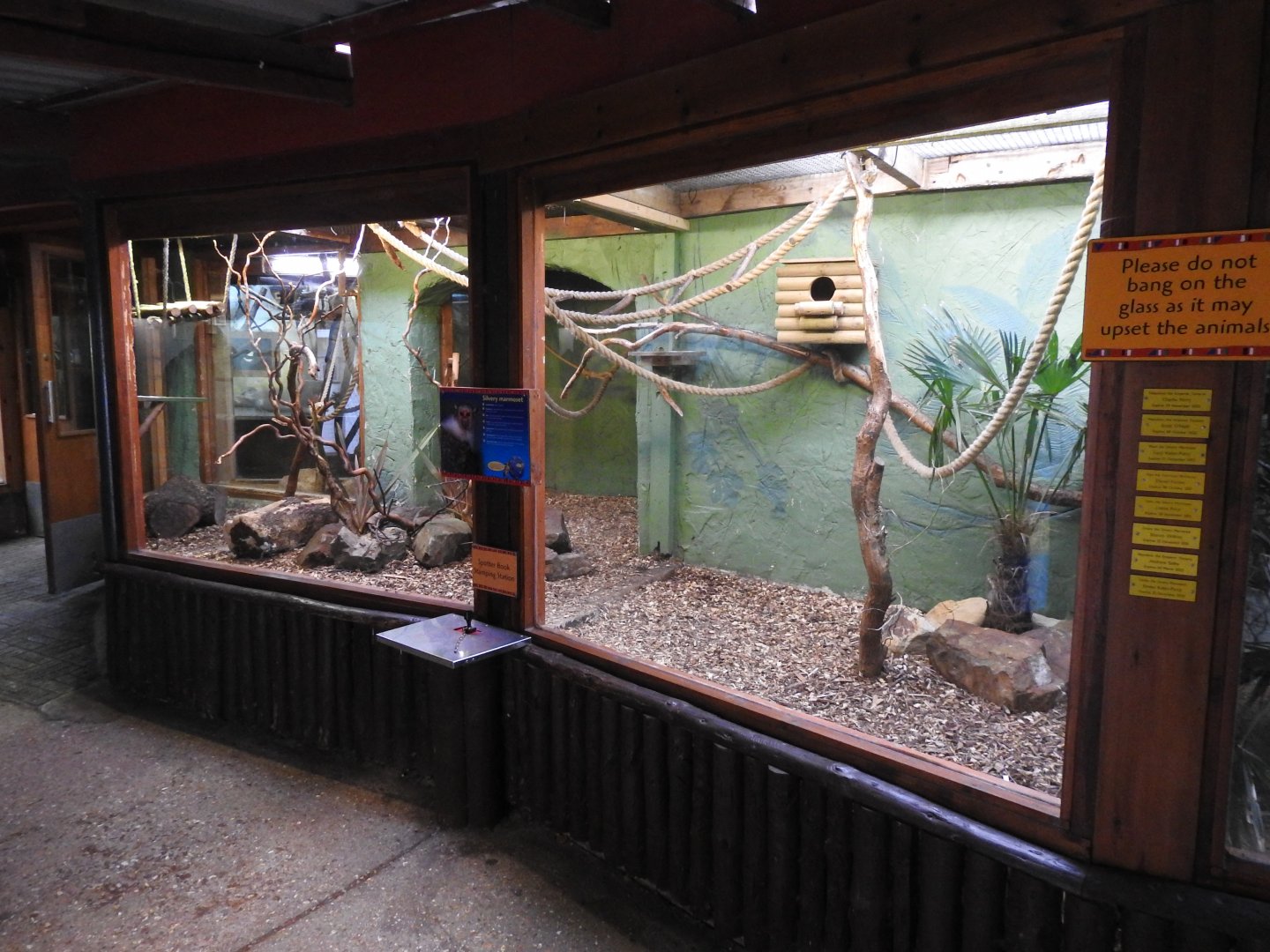 Silvery Marmoset (Mico argentatus) Enclosure