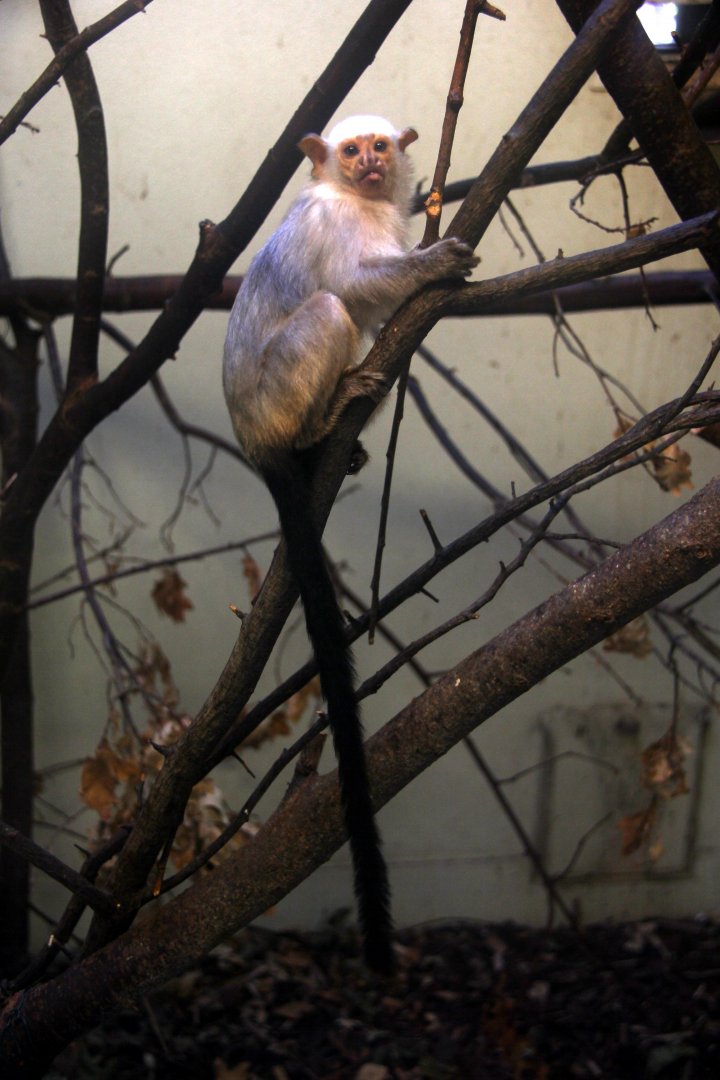 silvery marmoset (Mico argentatus)