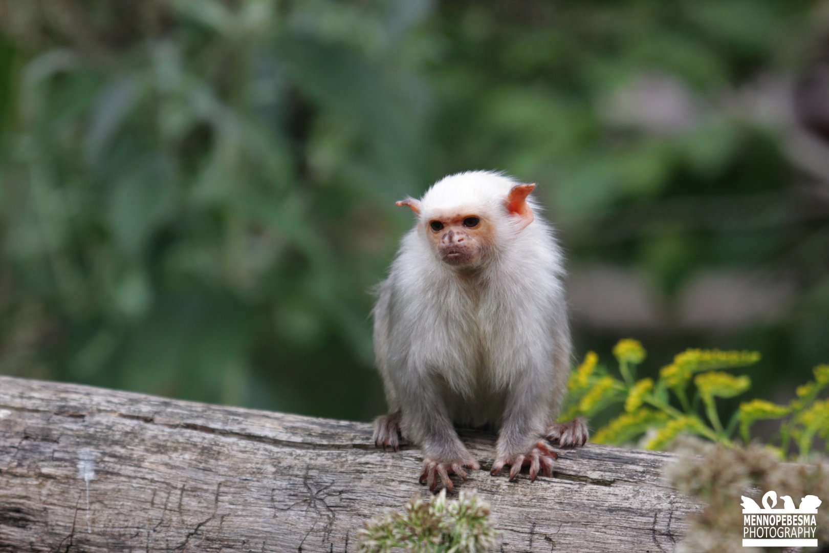 Silvery marmoset (Mico argentatus)