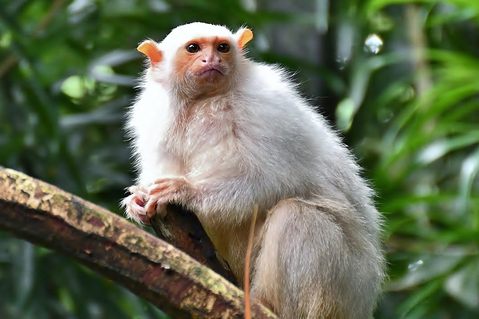 Silvery Marmoset (Mico argentatus)