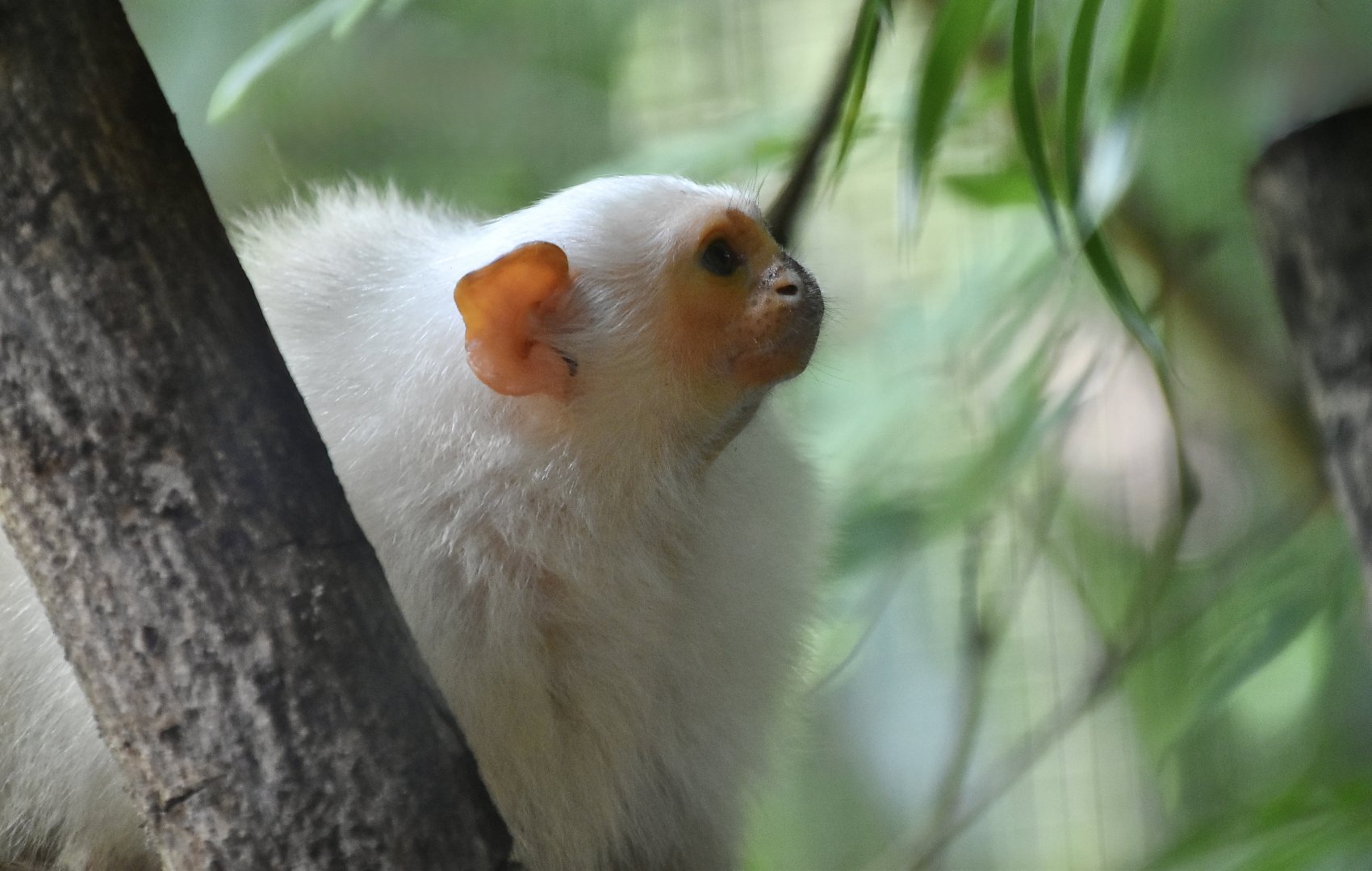 Silvery Marmoset (Mico argentatus)