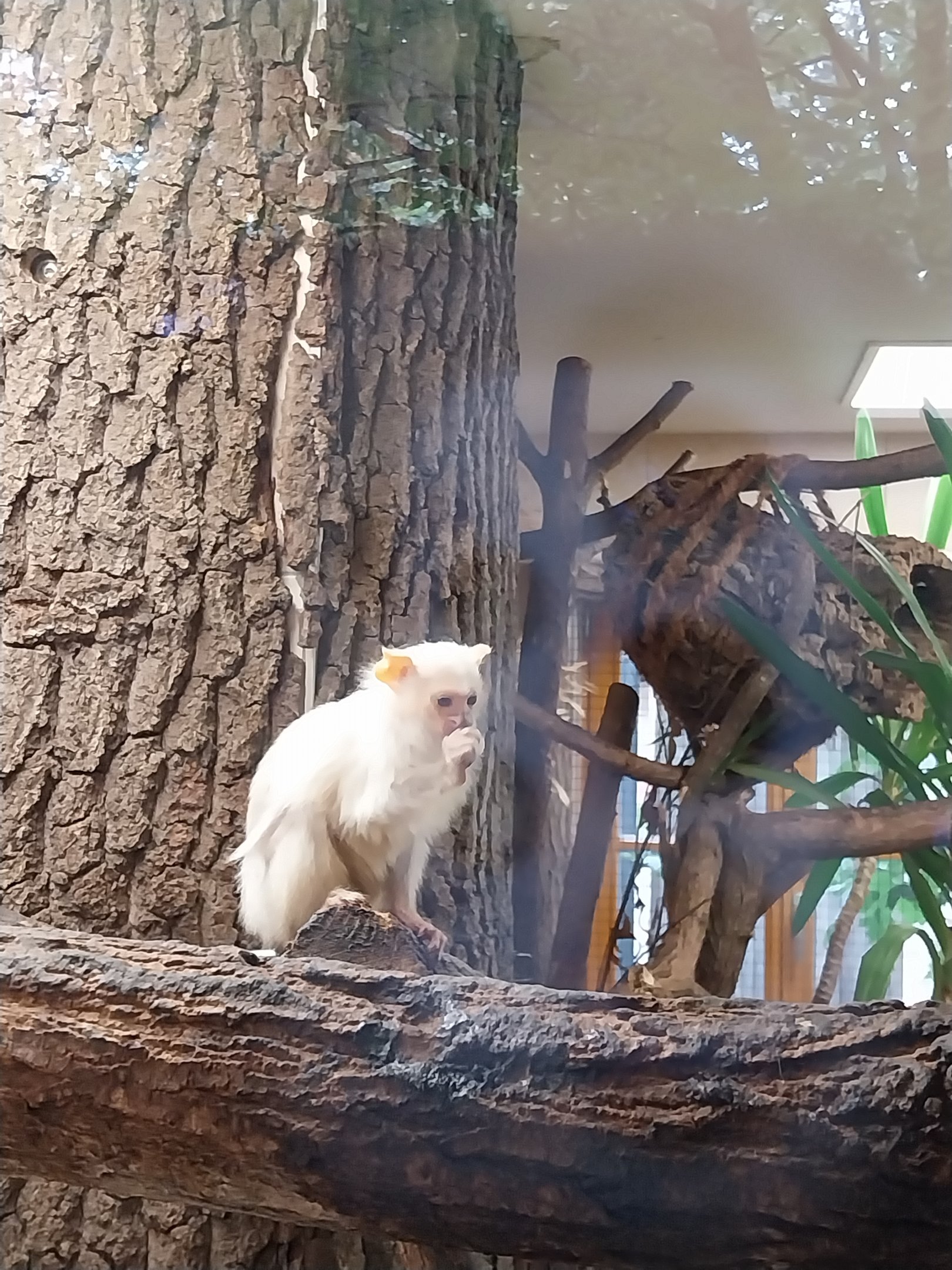 Silvery Marmoset (Mico argentatus)