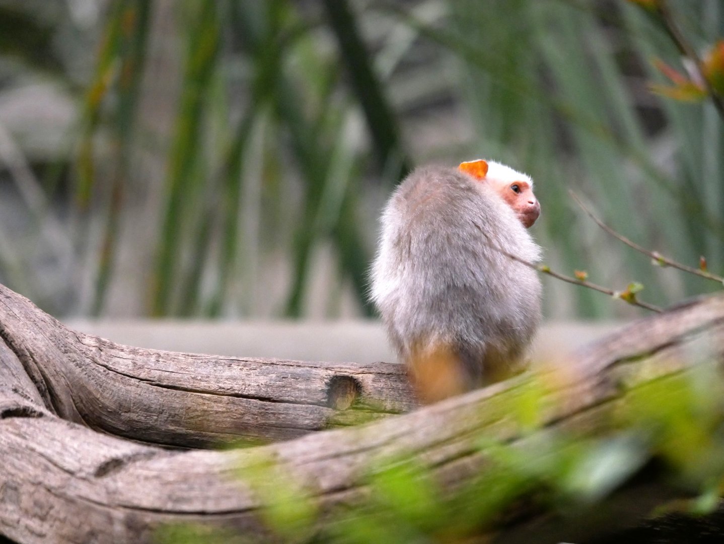 Silvery marmoset (Mico argentatus)