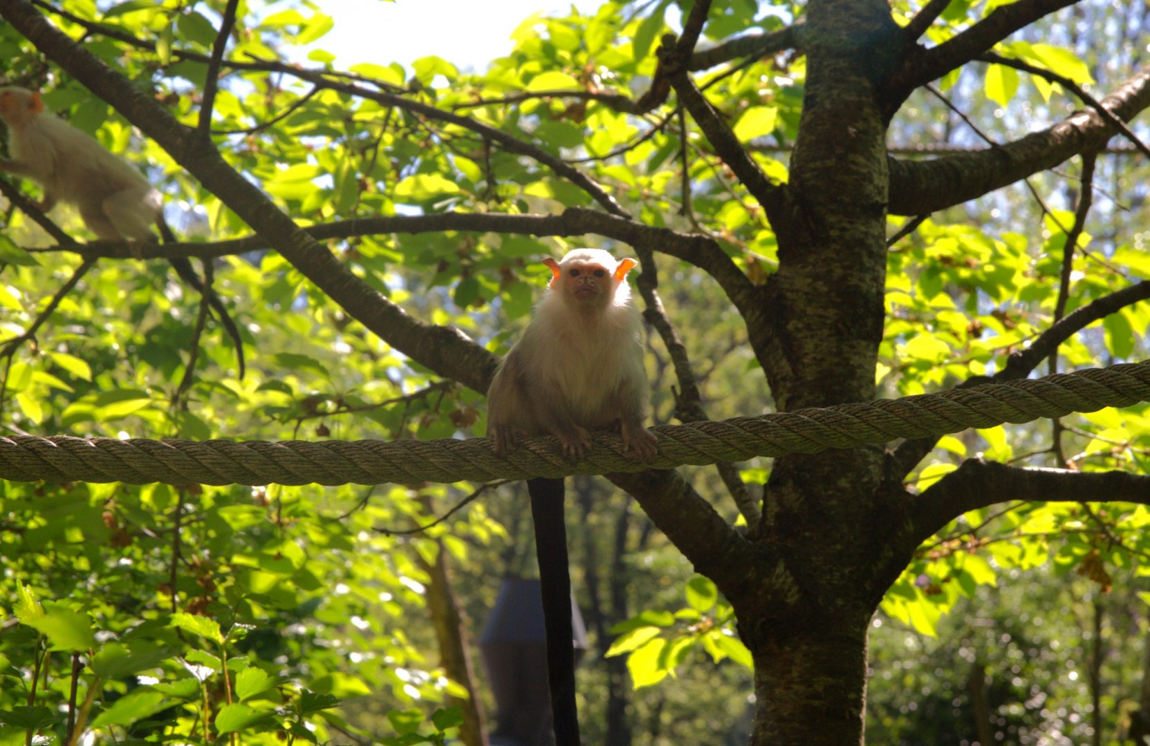 Silvery Marmoset (Mico argentatus)