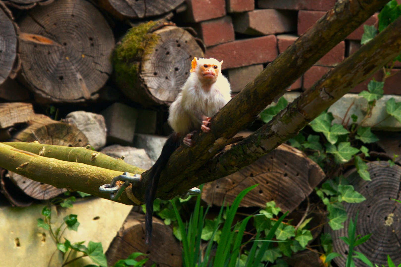 Silvery Marmoset (Mico argentatus)