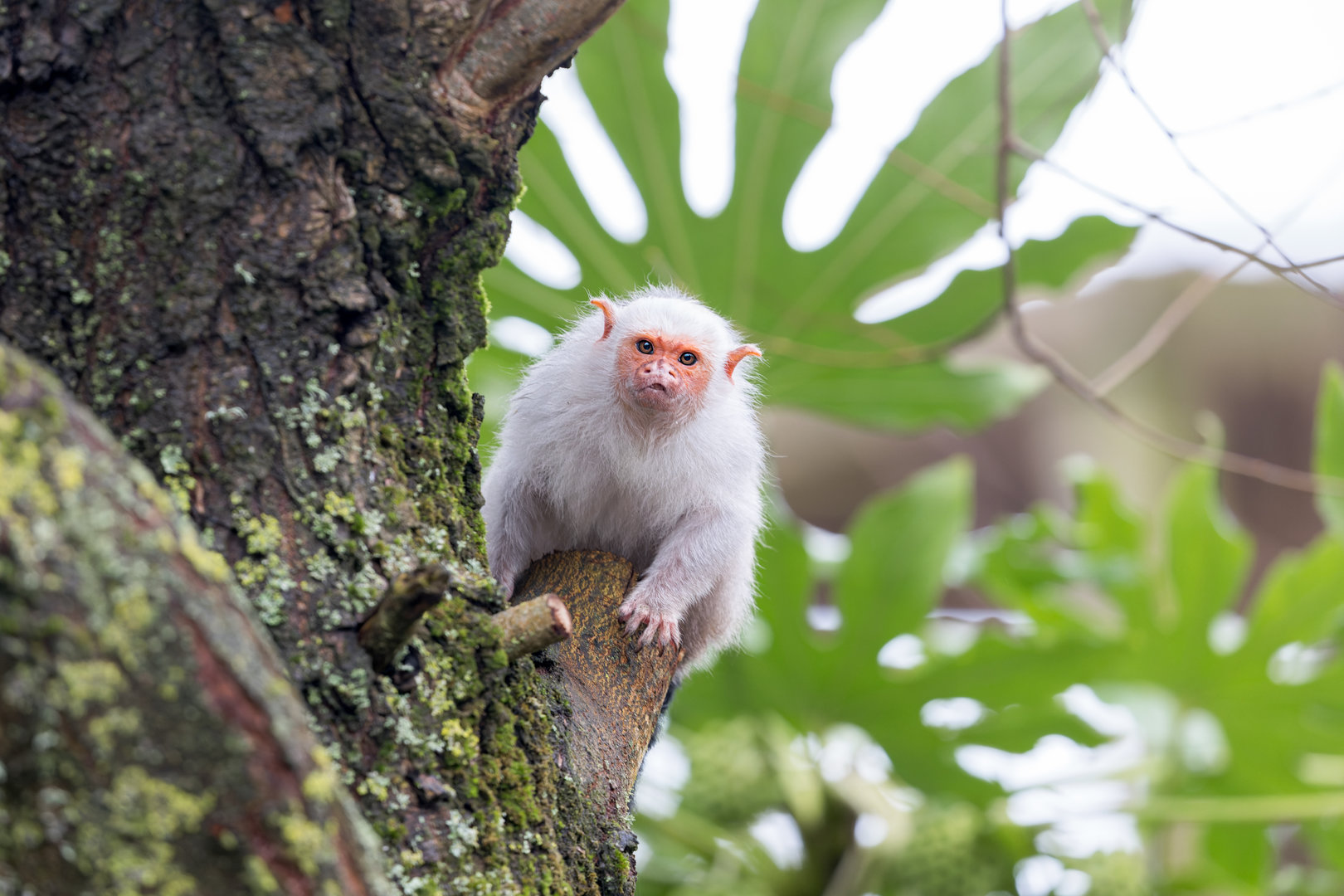 Silvery Marmoset / Newquay Zoo / 16-3-23