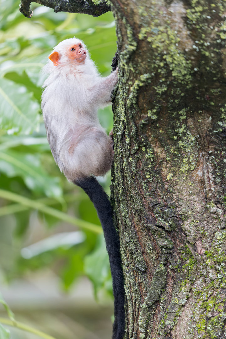 Silvery Marmoset / Newquay Zoo / 16-3-23