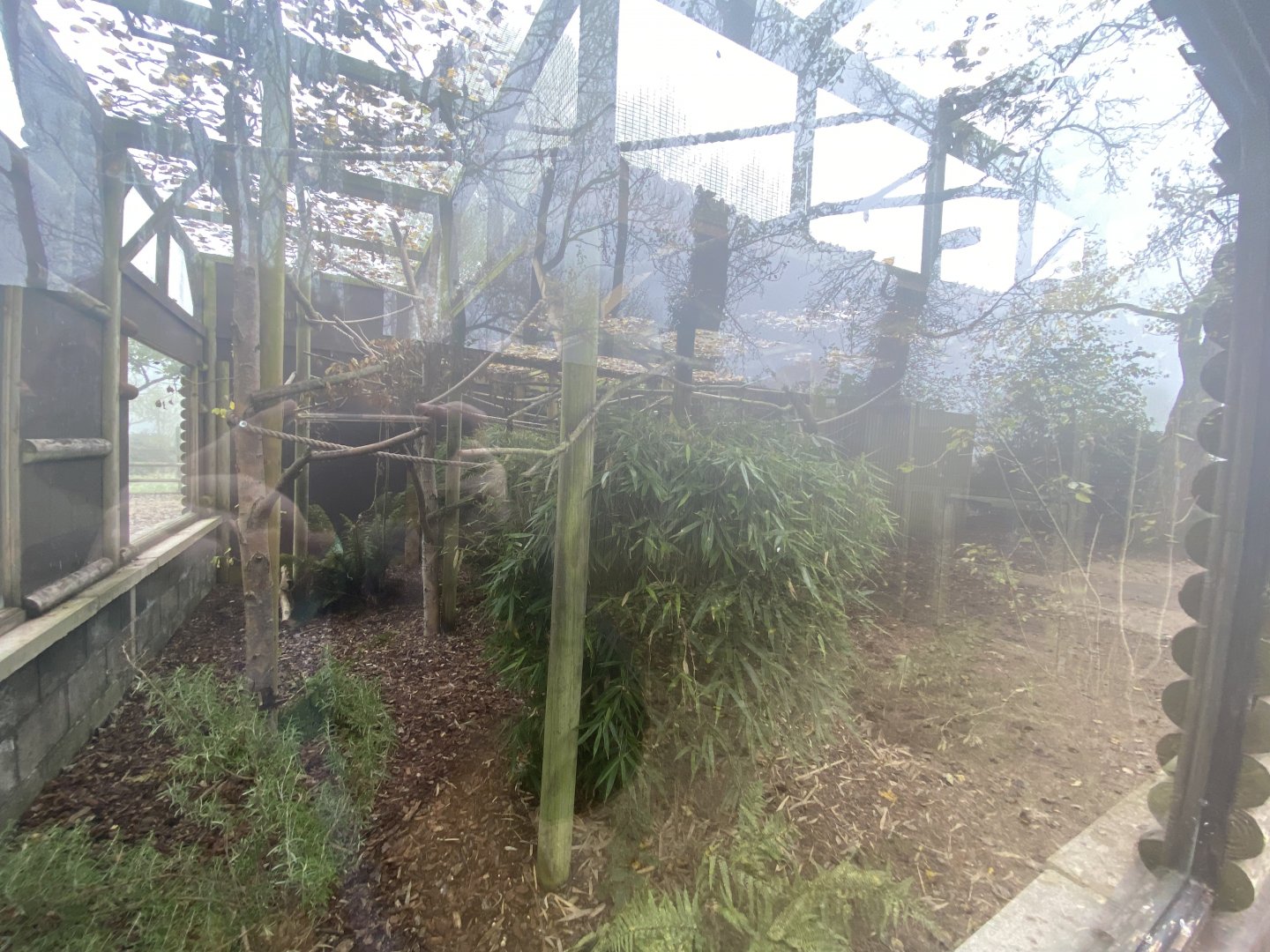 Silvery marmoset outdoor enclosure
