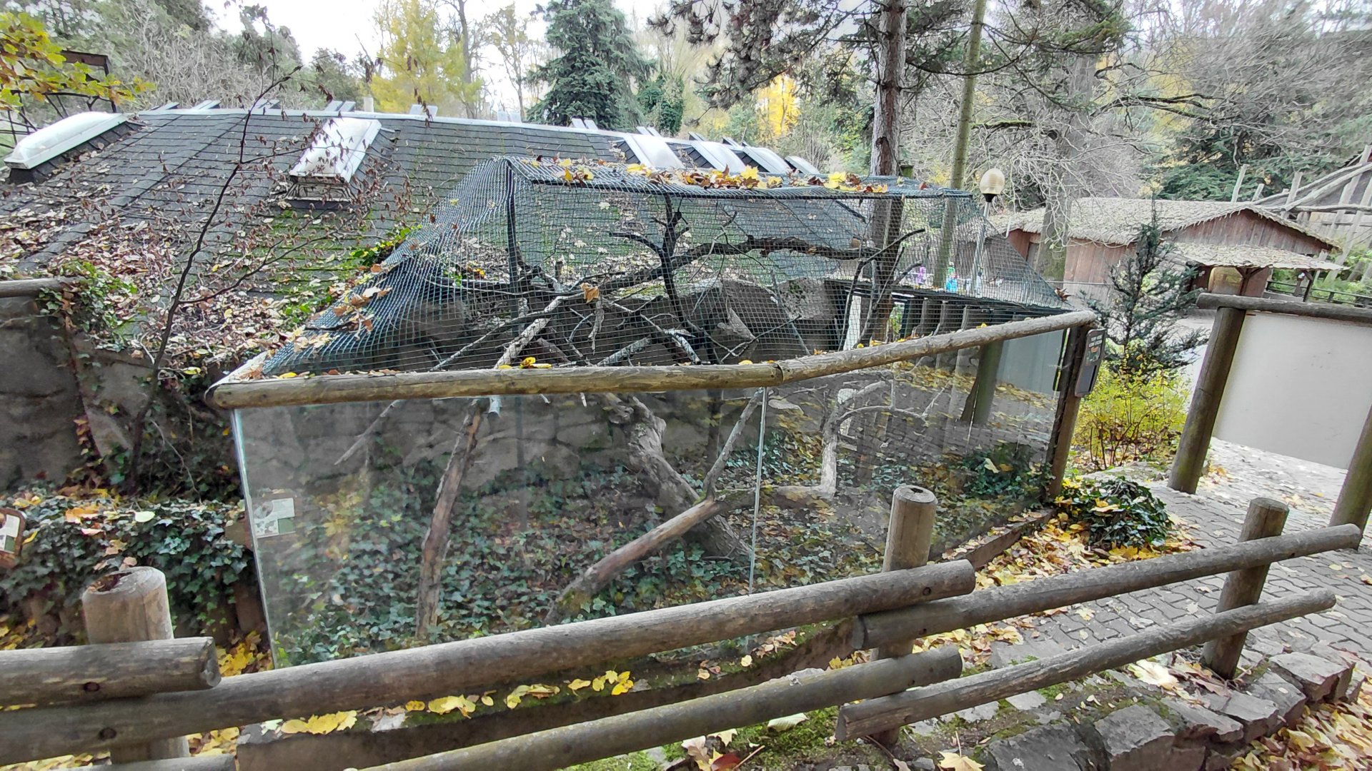 Silvery marmoset outdoor exhibit