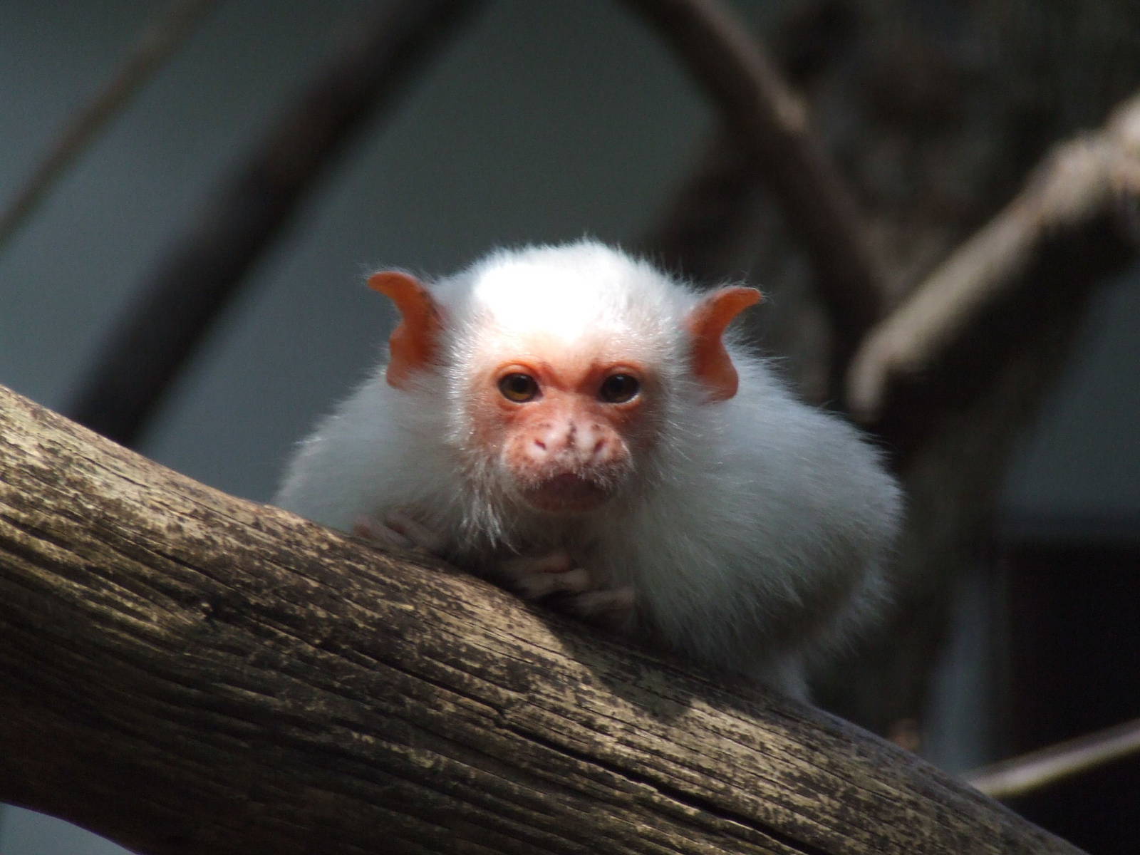 Silvery marmoset @ Szeged Zoo, Hungary