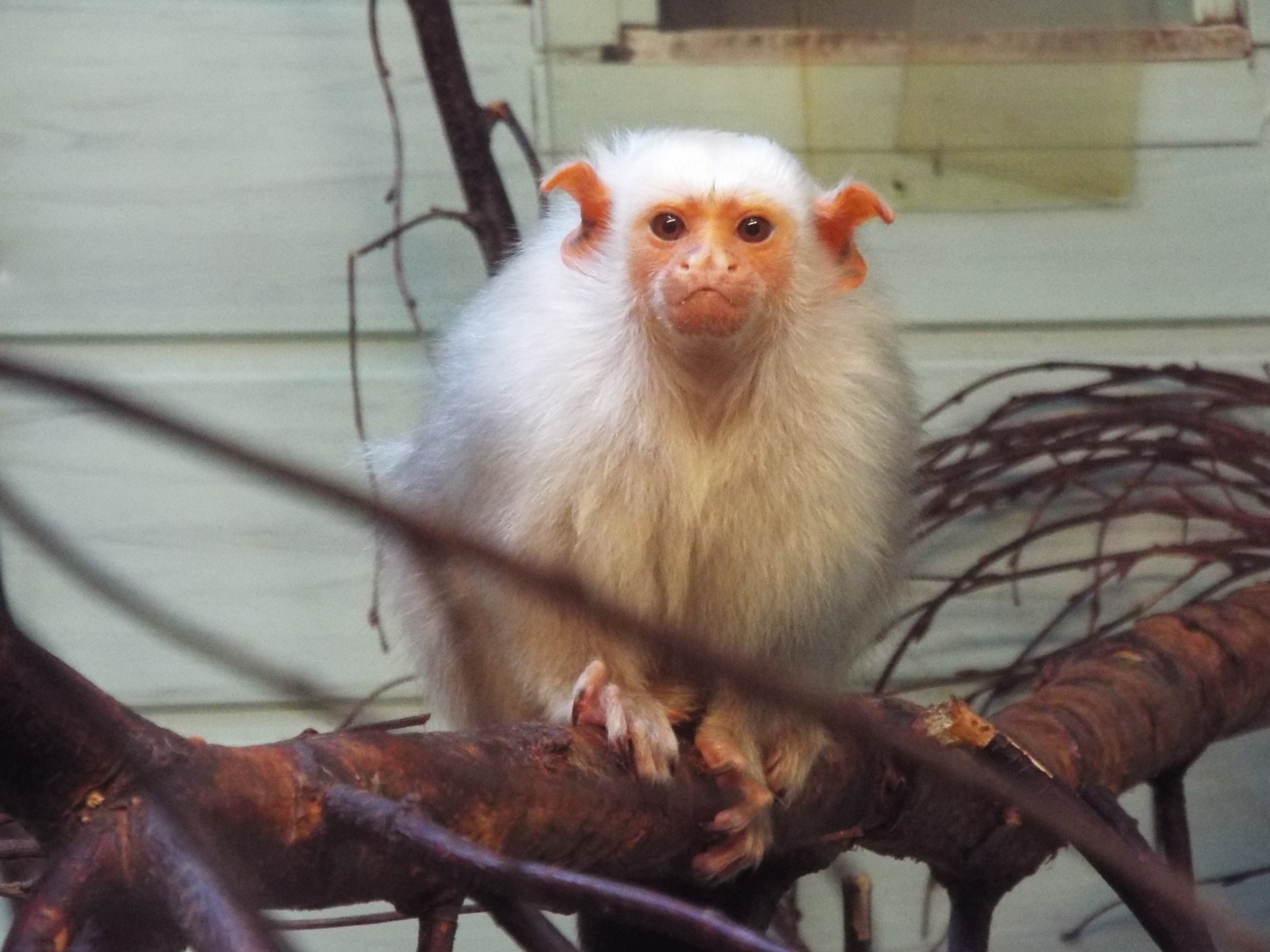 Silvery Marmoset, Twycross Zoo