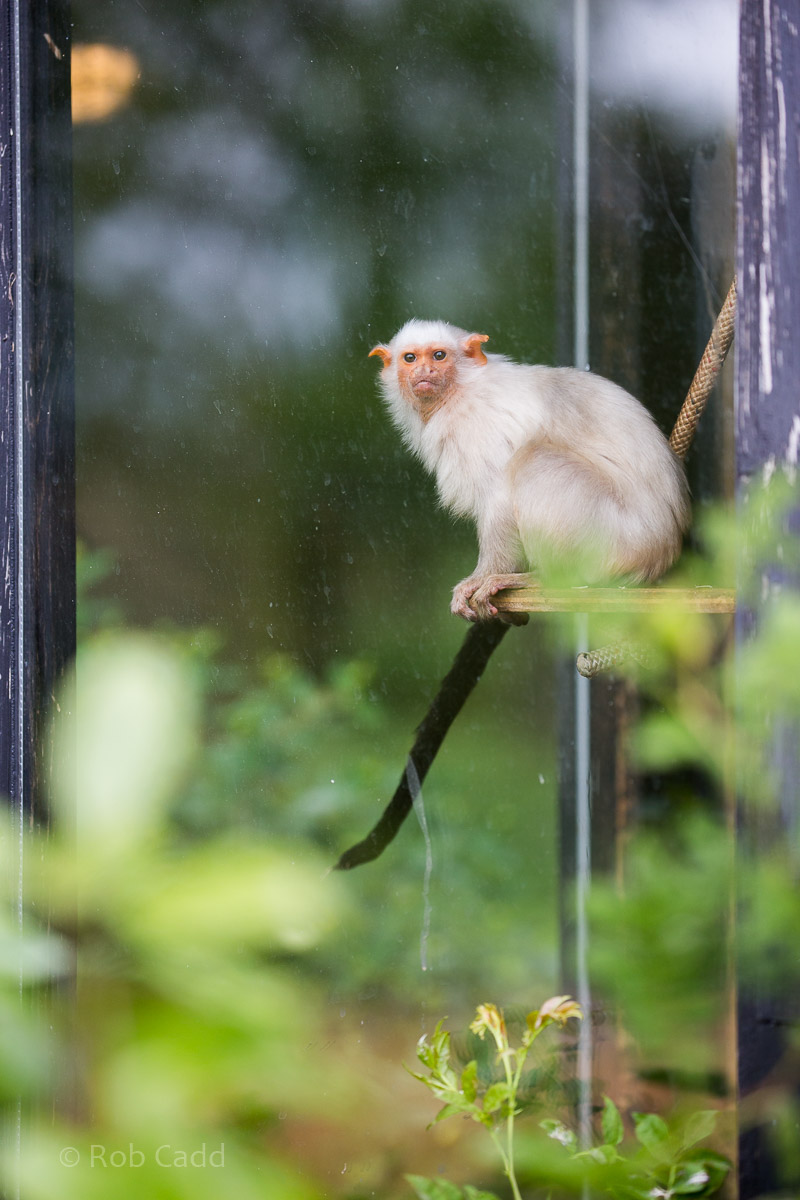 Silvery marmoset : Whipsnade : 01 Jul 2016