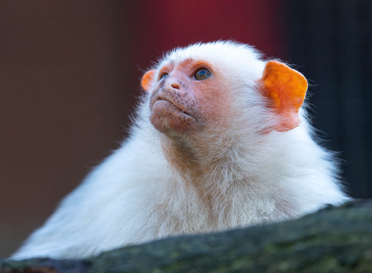 Silvery marmoset, YWP, UK