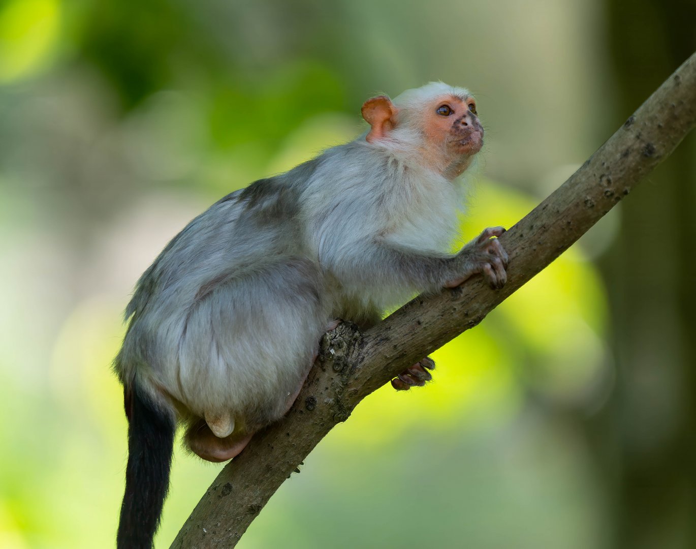 Silvery marmoset, YWP, UK