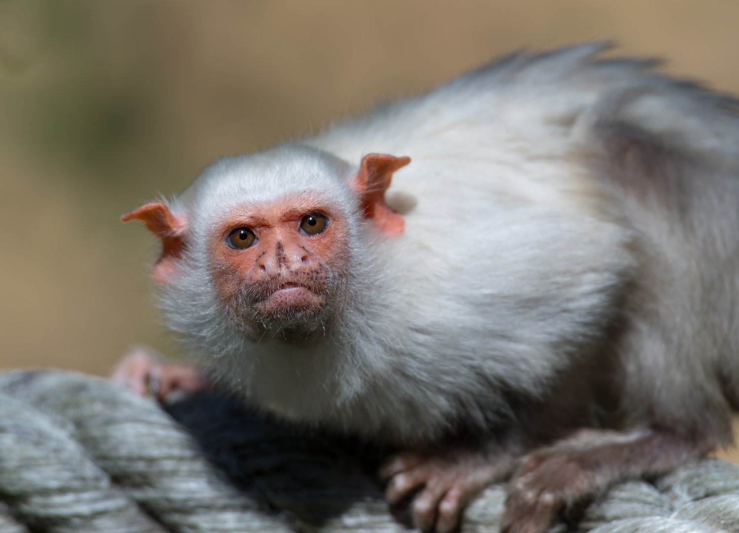 Silvery marmoset, YWP, UK