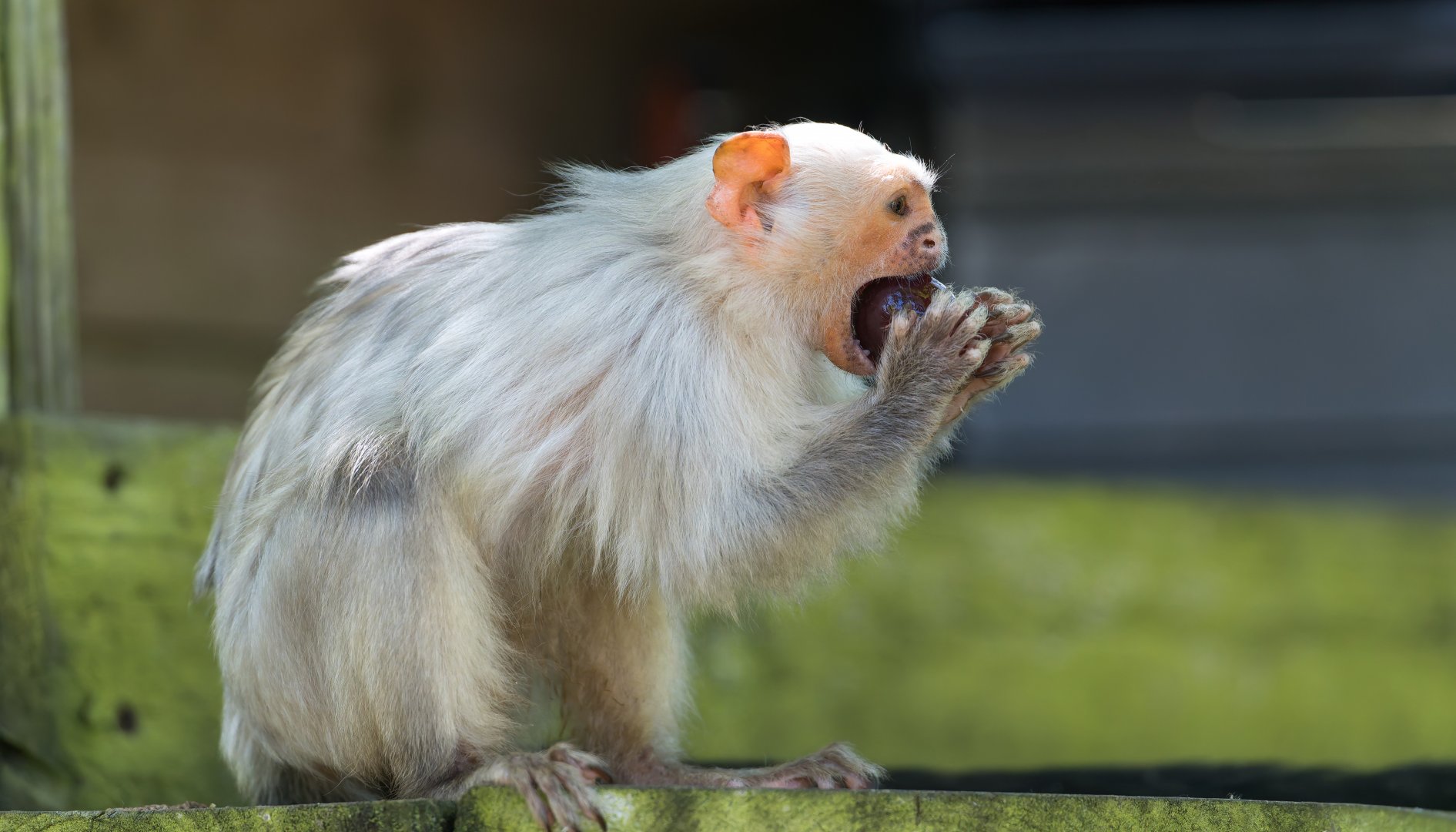 Silvery Marmoset, YWP, UK