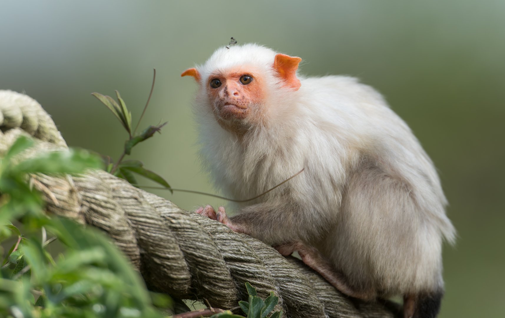 Silvery Marmoset, YWP, UK