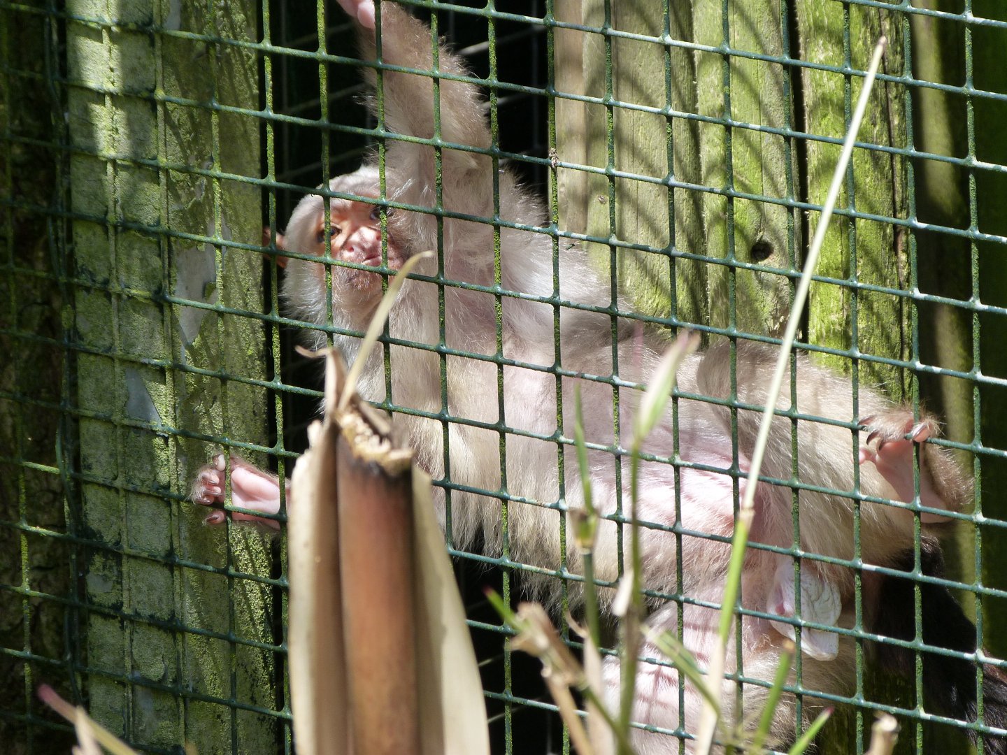 Silvery marmoset -Zoo d'Asson (2025)