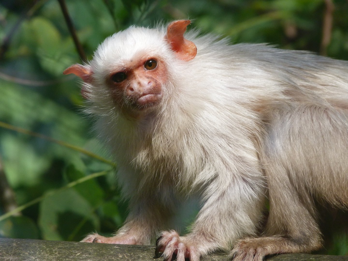 Silvery marmoset -Zoo de Santillana del Mar (2024)