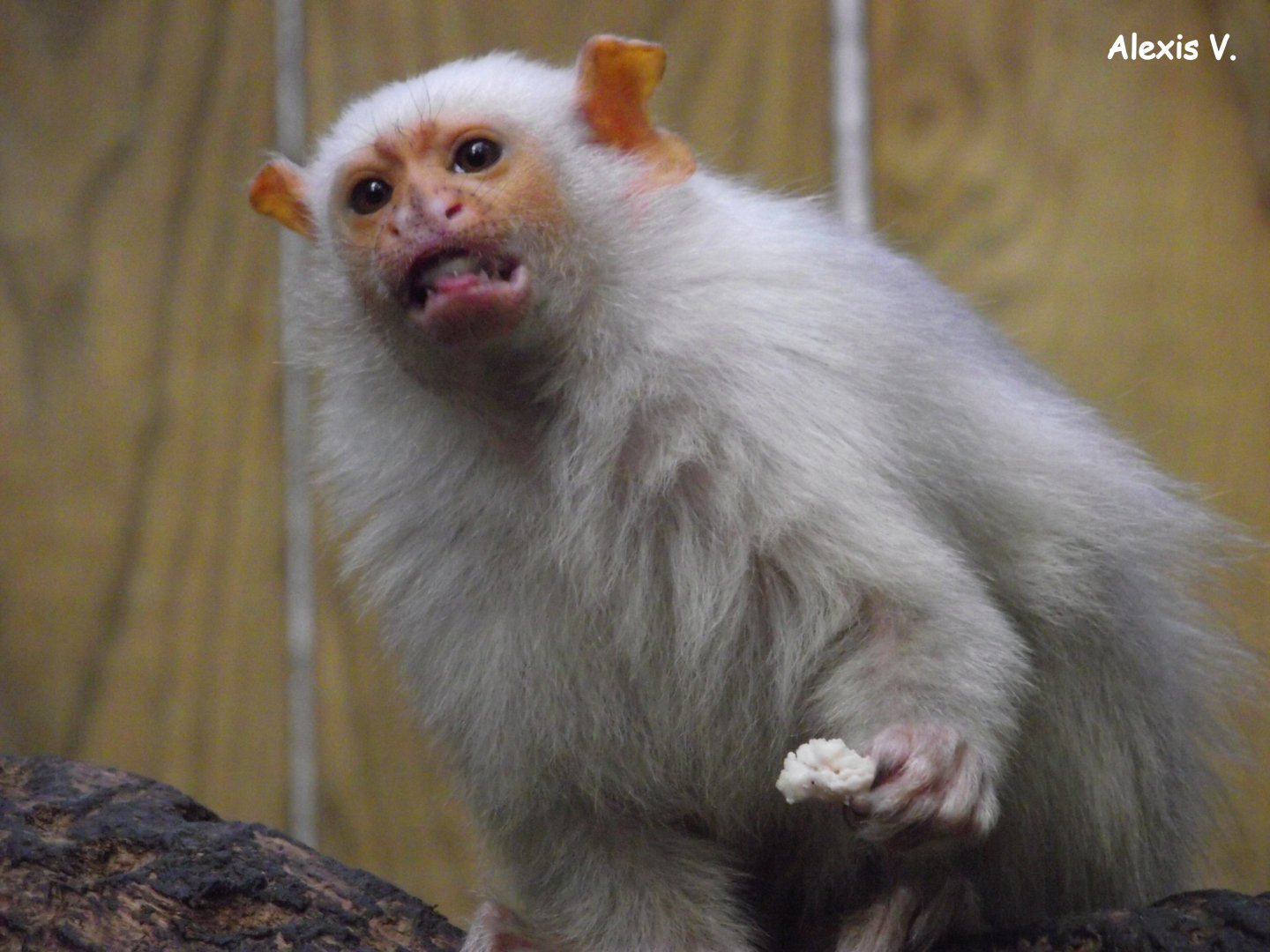 Silvery Marmoset - Zooparc de Beauval - 02/2013