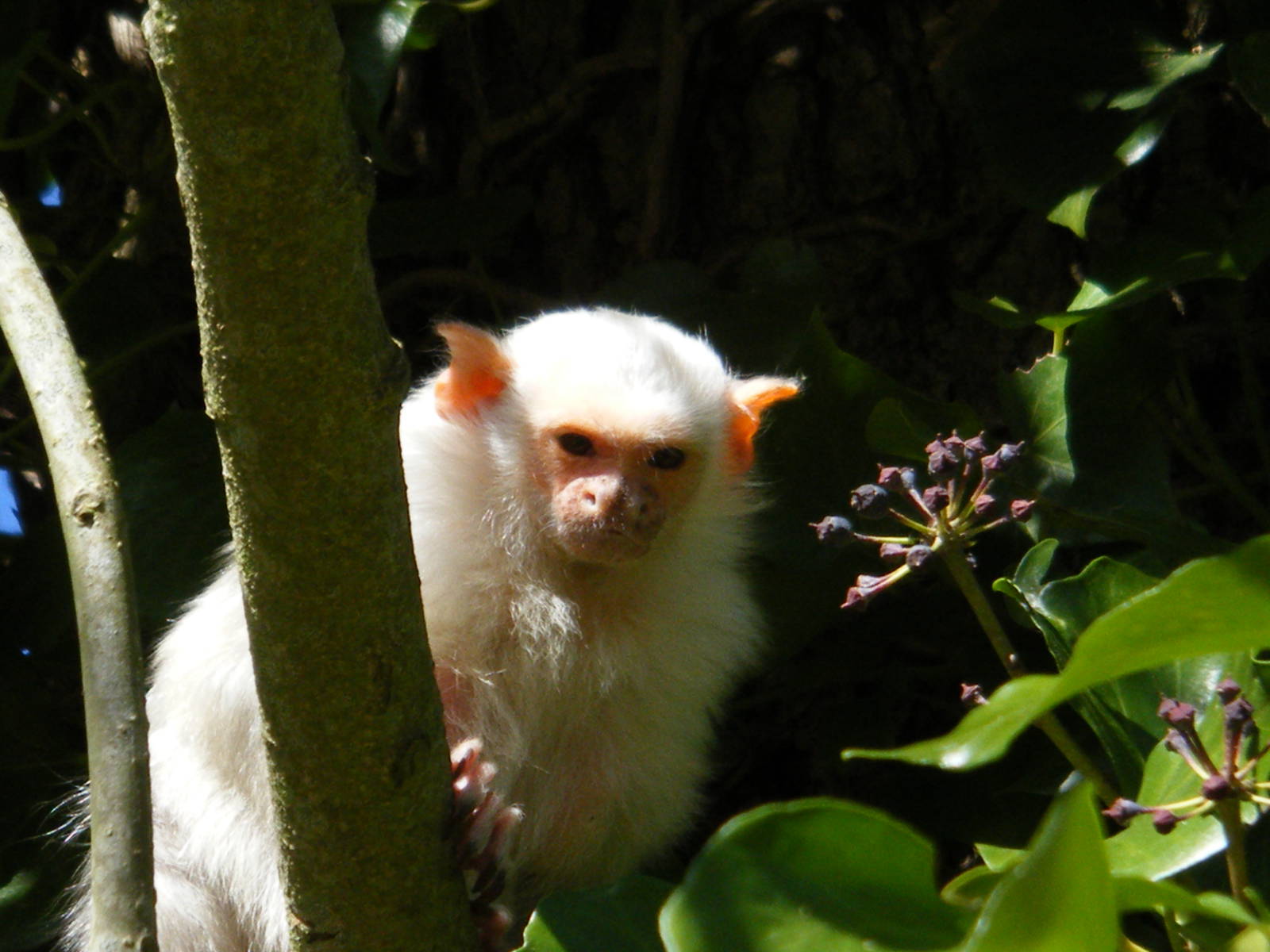 Silvery Marmoset