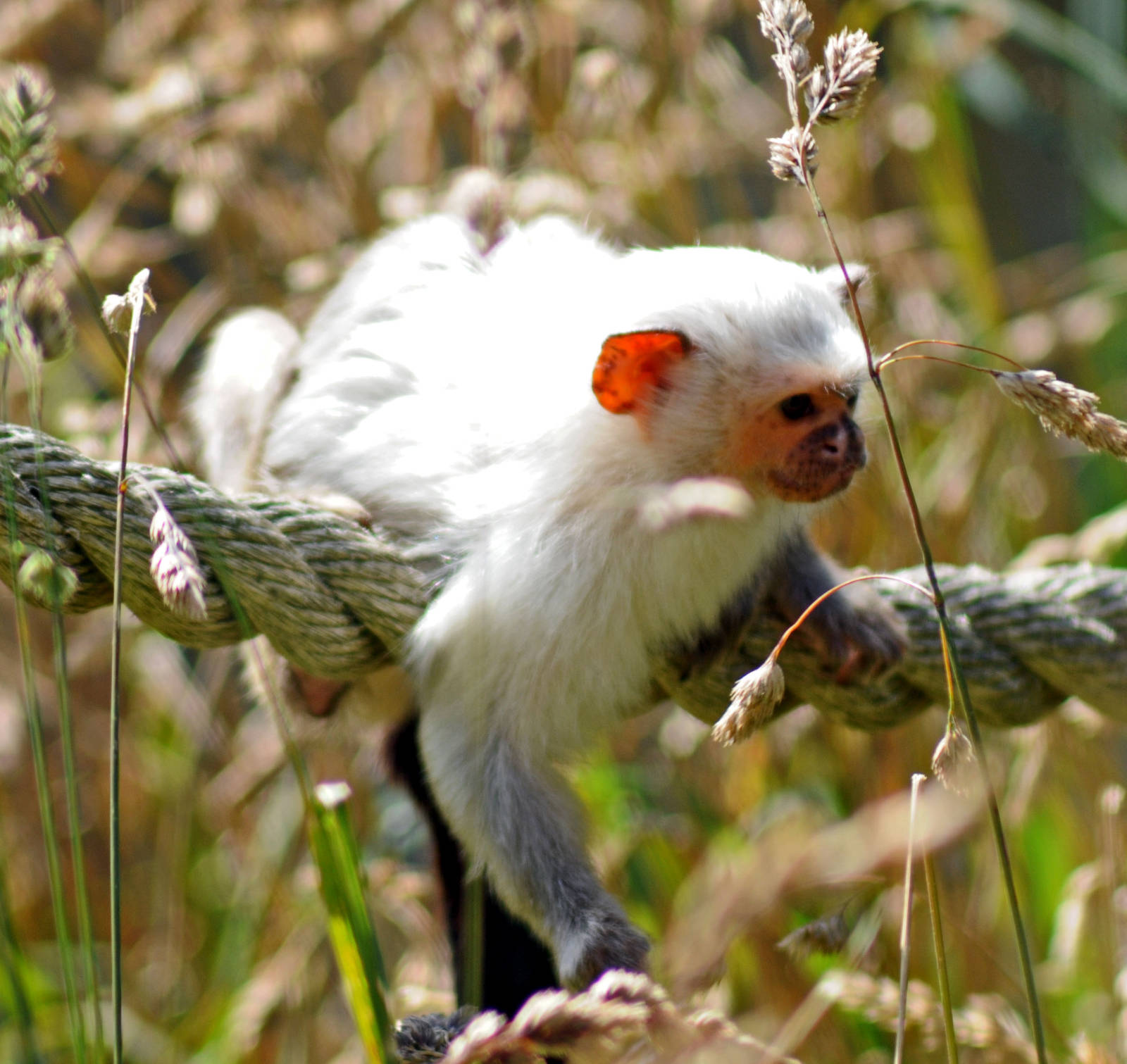 SILVERY MARMOSET