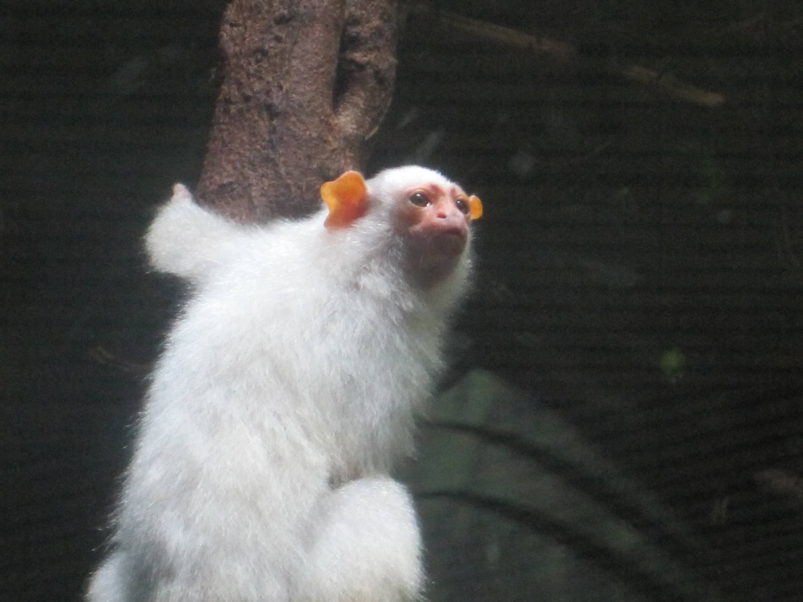Silvery Marmoset