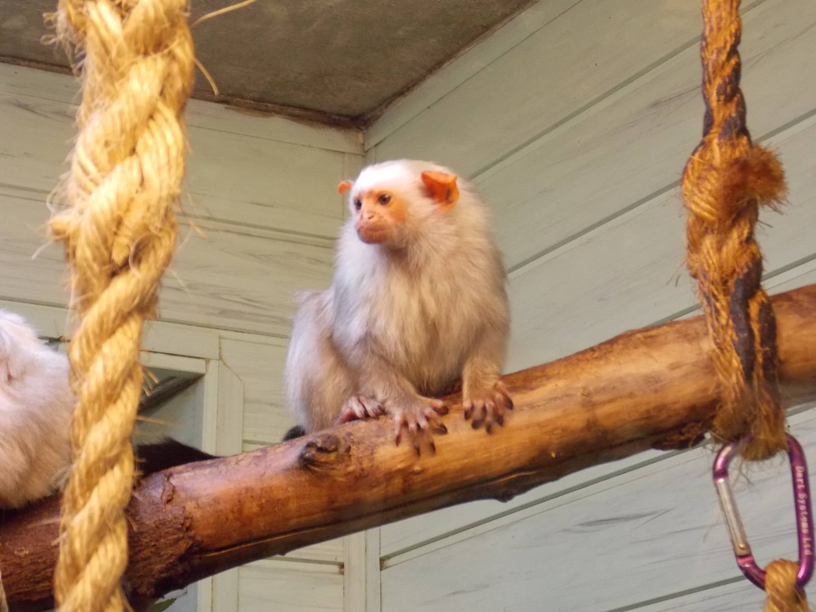Silvery Marmoset