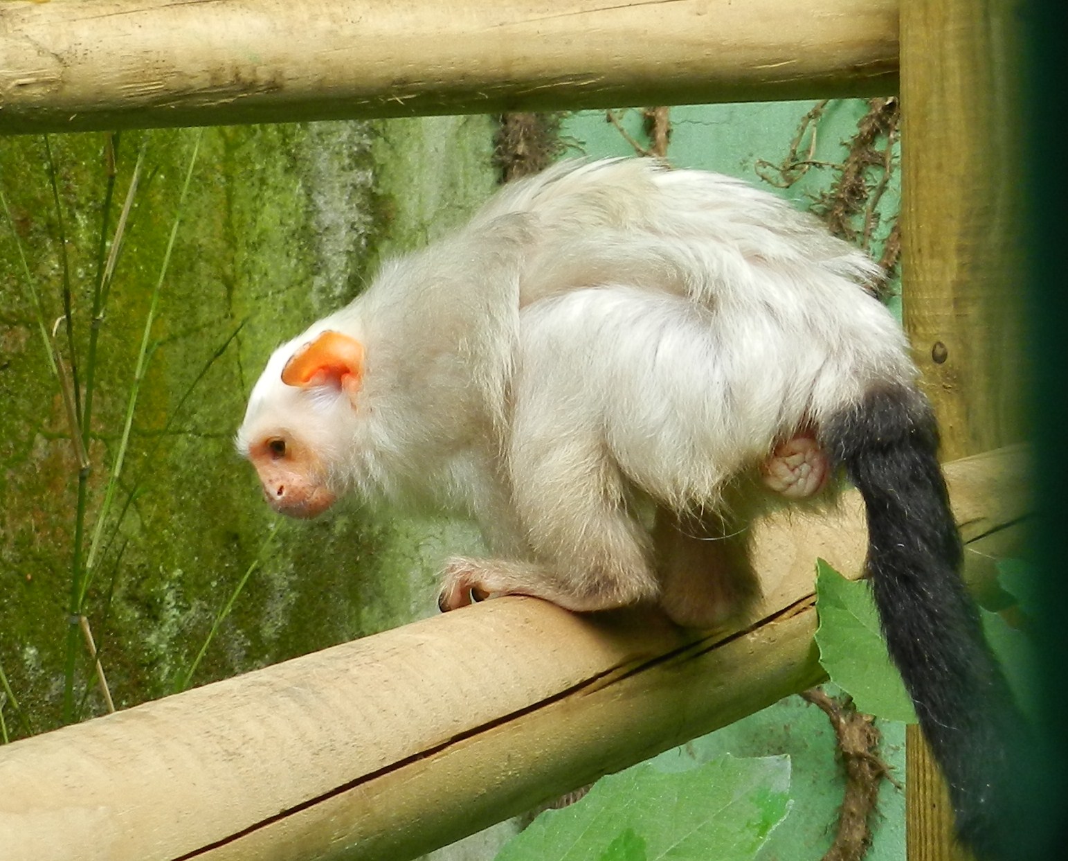 Silvery Marmoset