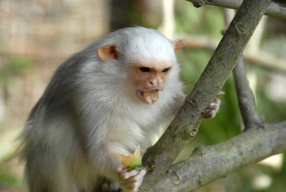 Silvery Marmoset