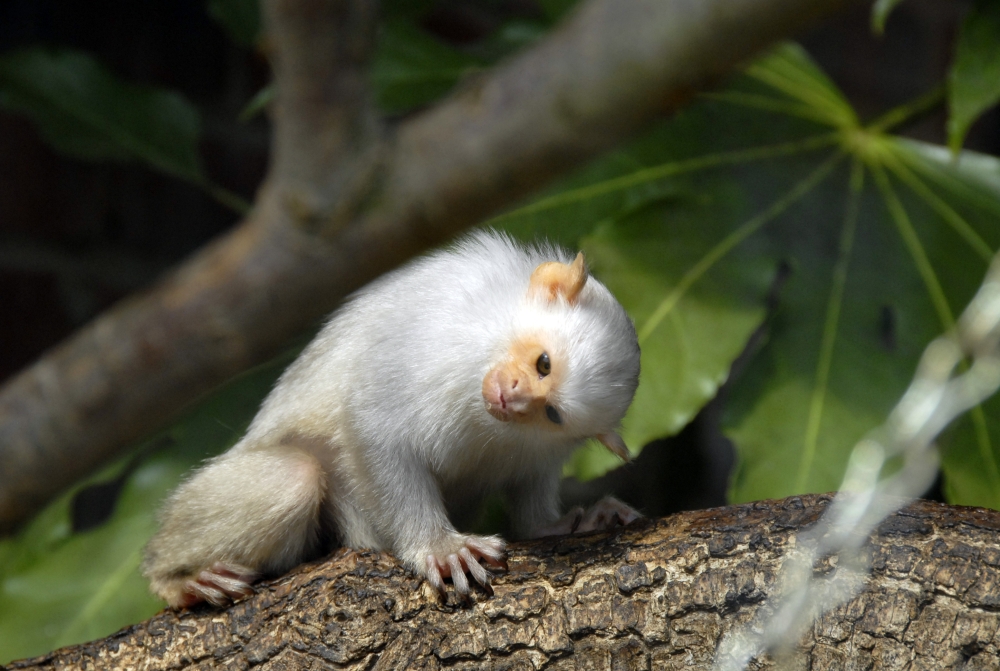 Silvery Marmoset