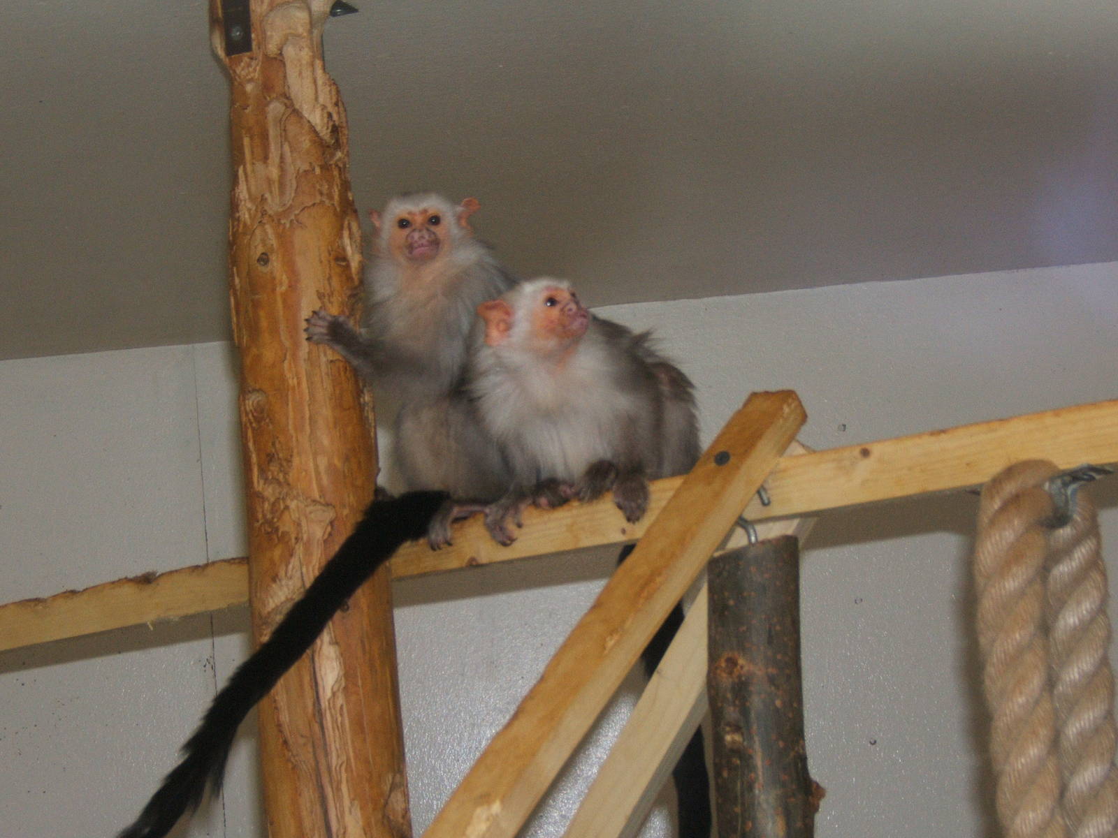 Silvery Marmoset