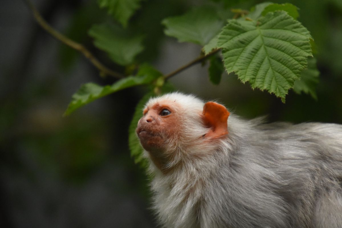 Silvery marmoset