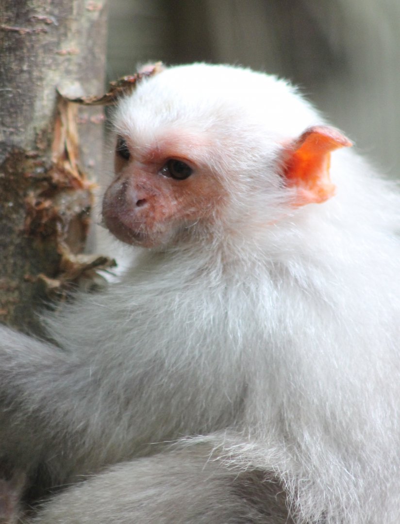 Silvery marmoset