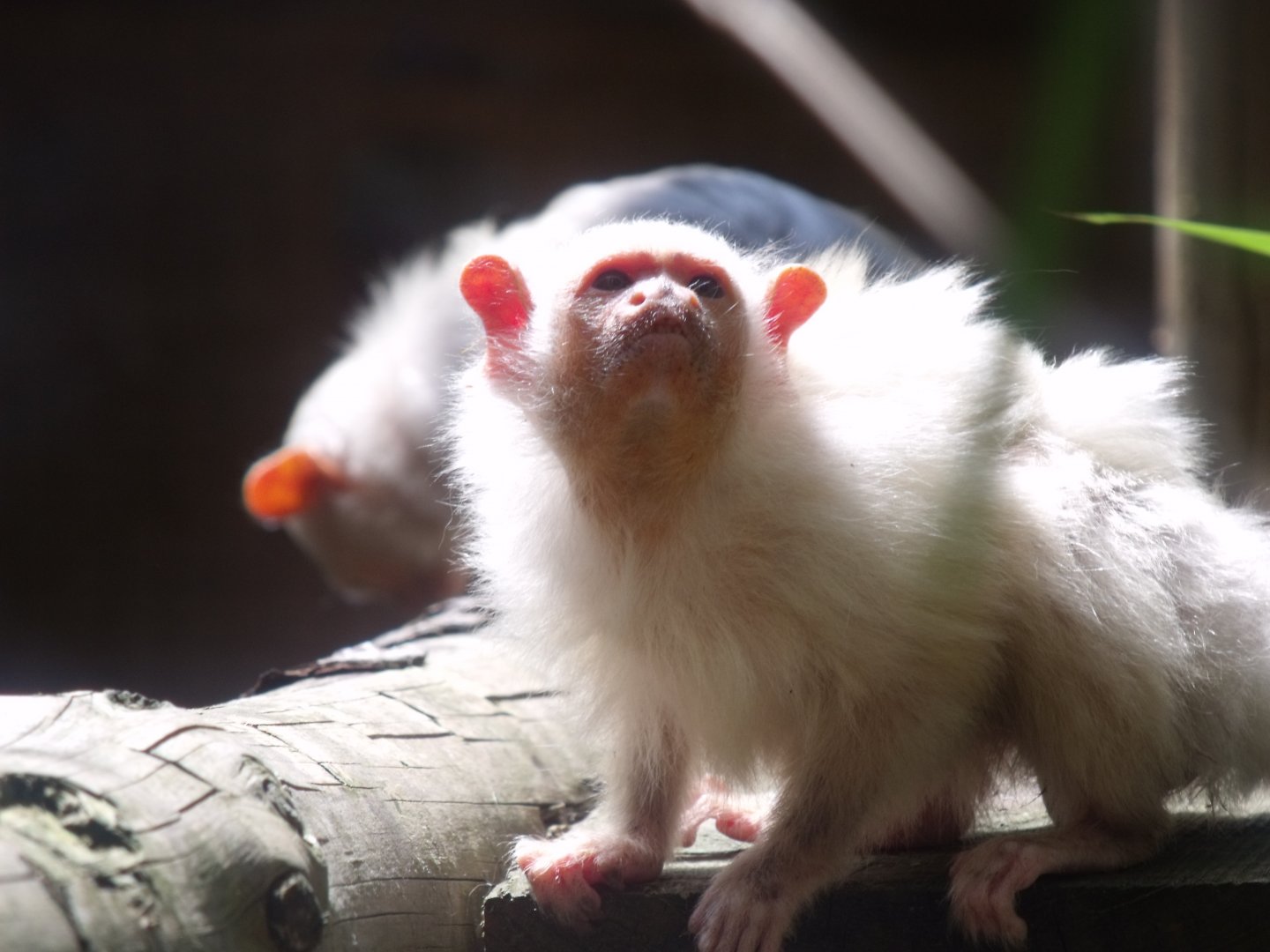 Silvery Marmoset