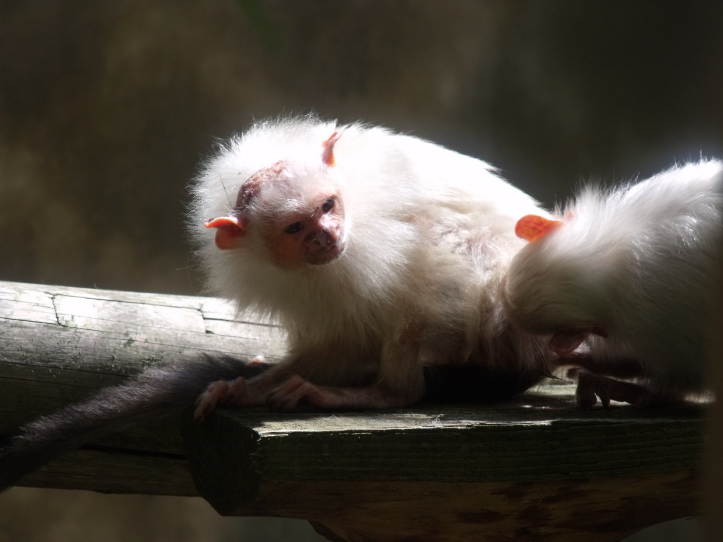 Silvery Marmoset