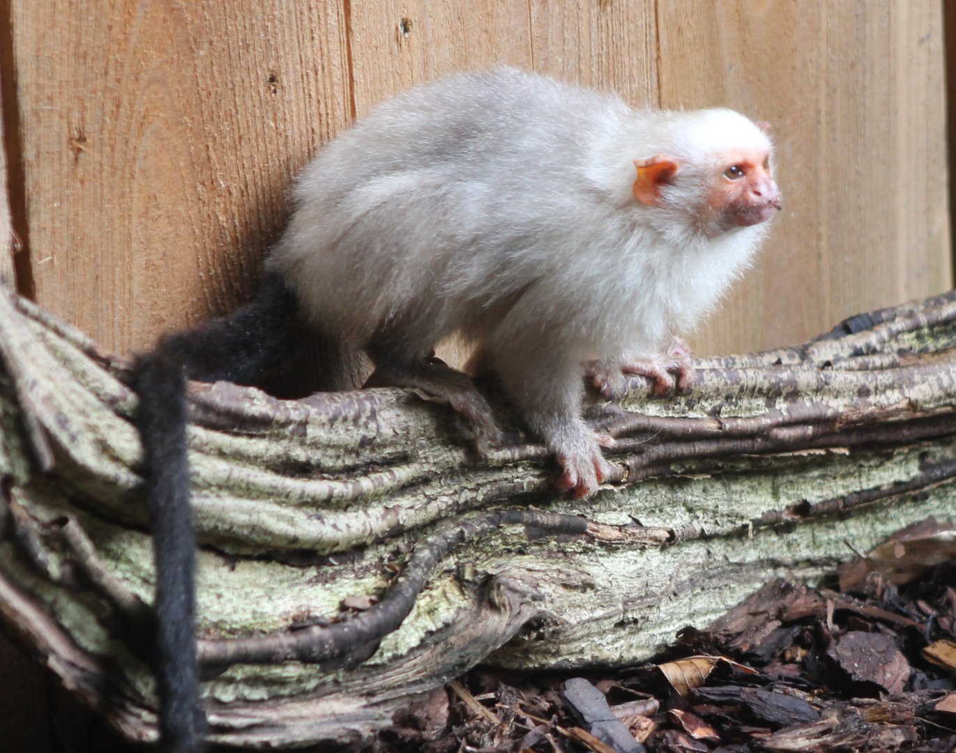 Silvery marmoset