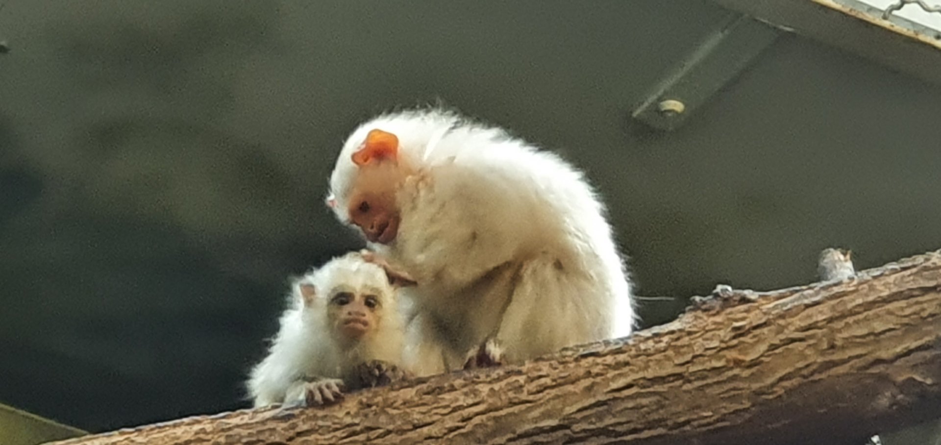 Silvery marmoset