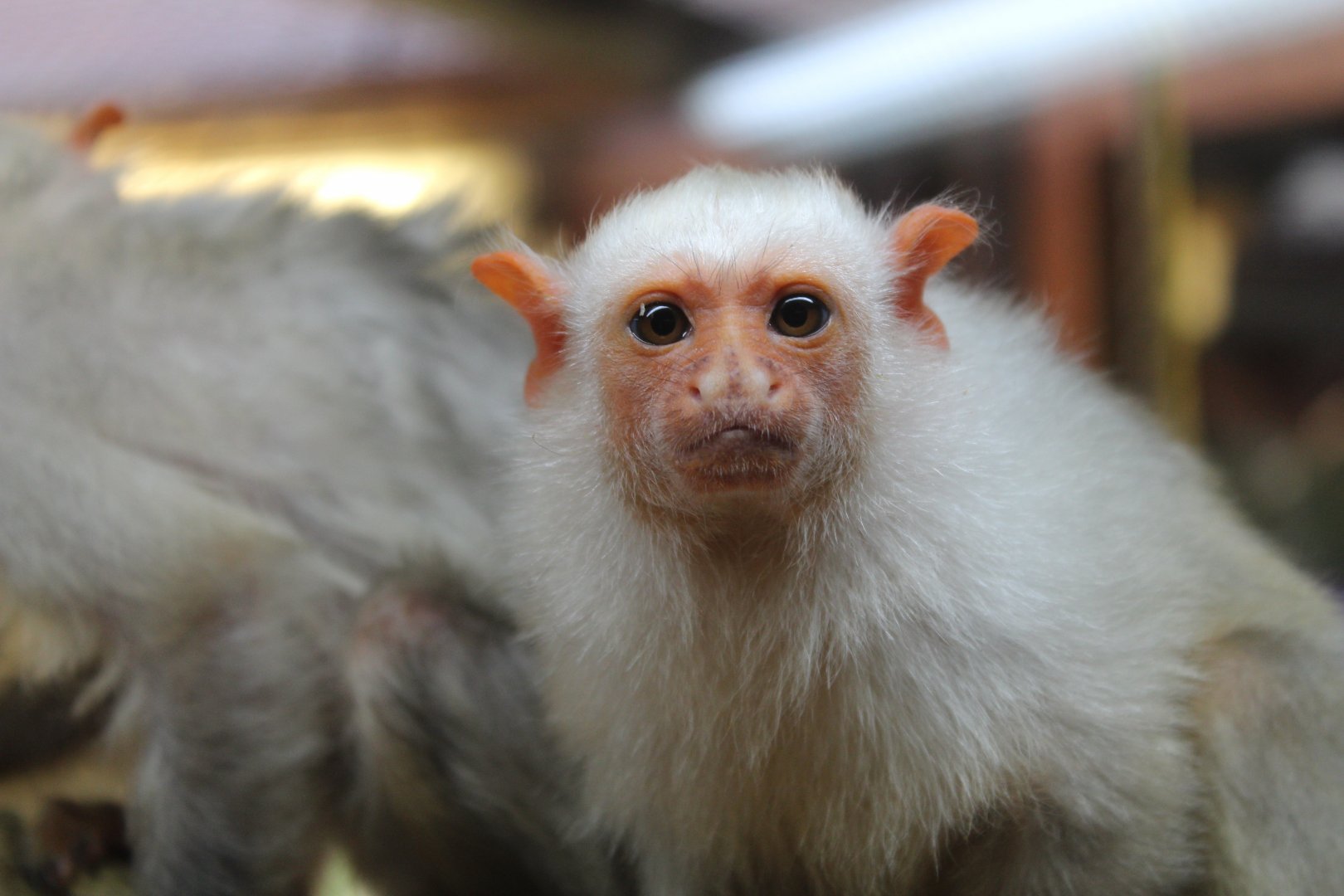 Silvery Marmoset